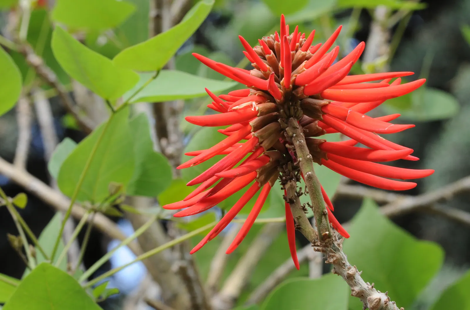 Naked Coral Tree (Erythrina Coralloides) — creating a spectacular contrast against the stark limbs
