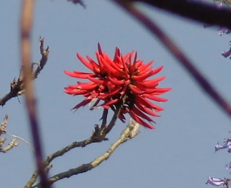 Naked Coral Tree (Erythrina Coralloides) — coral-like flowers in spring before leaf emergence