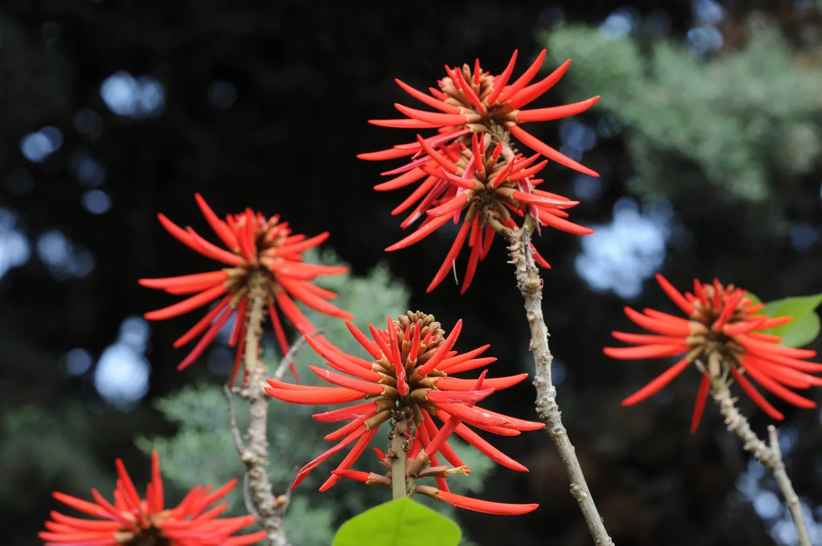 Naked Coral Tree (Erythrina Coralloides) — it showcases clusters of red