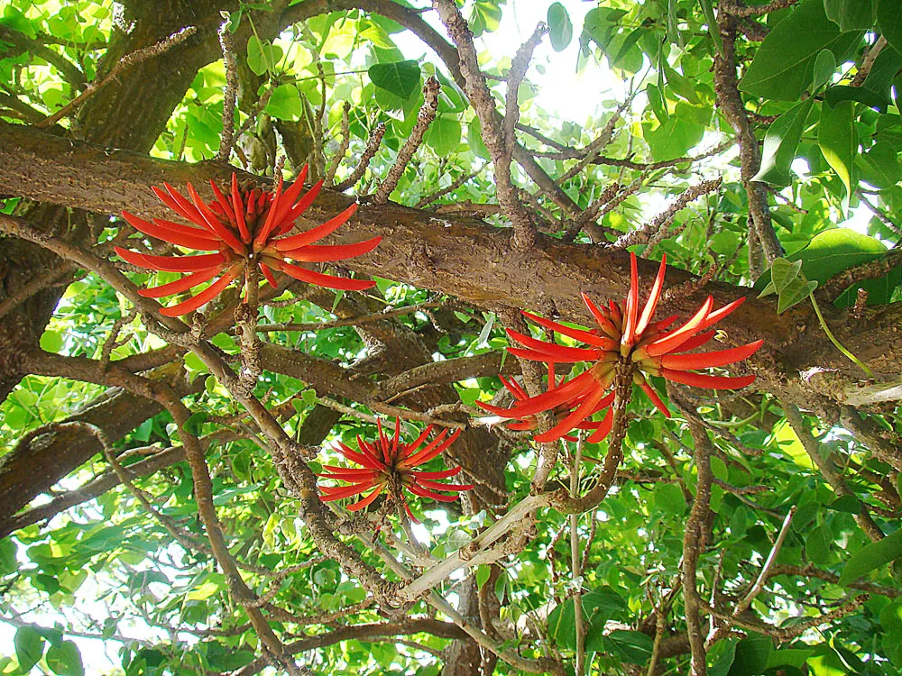 Naked Coral Tree (Erythrina Coralloides) — Erythrina coralloides boasts a moderate growth rate and thrives in USDA zones 7 through 11