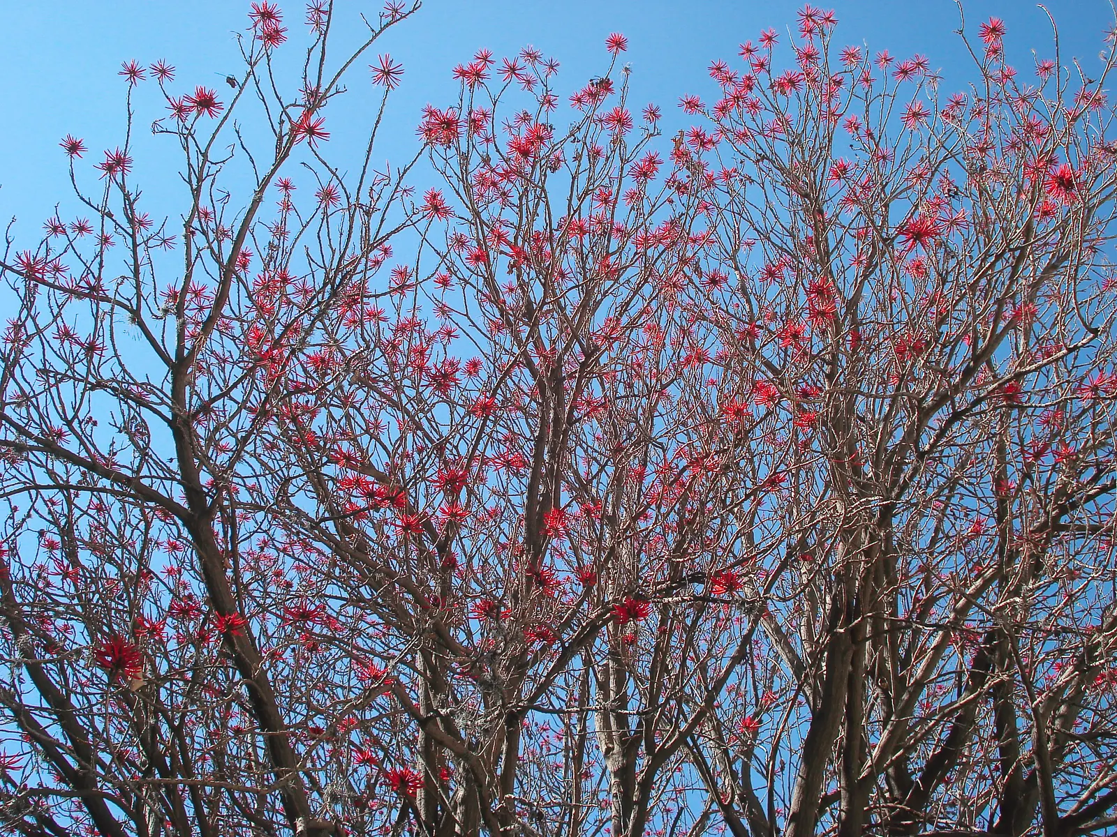 Naked Coral Tree (Erythrina Coralloides) — Native to the dry forests of Mexico and southern regions of the United States