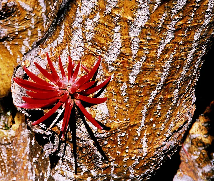 Naked Coral Tree (Erythrina Coralloides) — which encourages the most prolific flowering