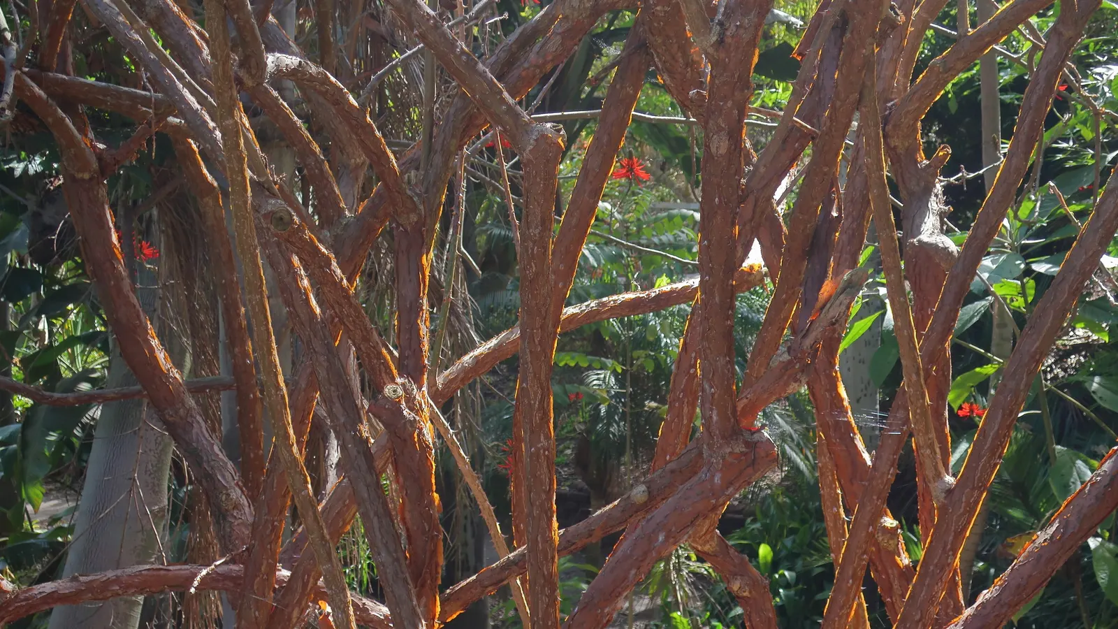 Naked Coral Tree (Erythrina Coralloides) — which emerge on almost bare branches in early spring before the foliage develops