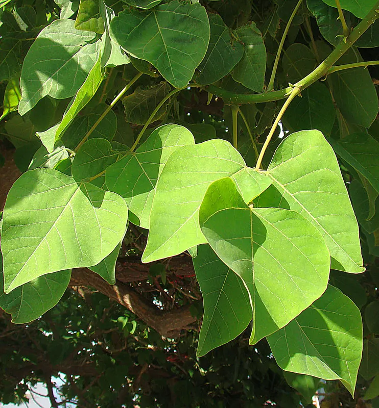 Naked Coral Tree (Erythrina Coralloides) — It prefers full sun exposure