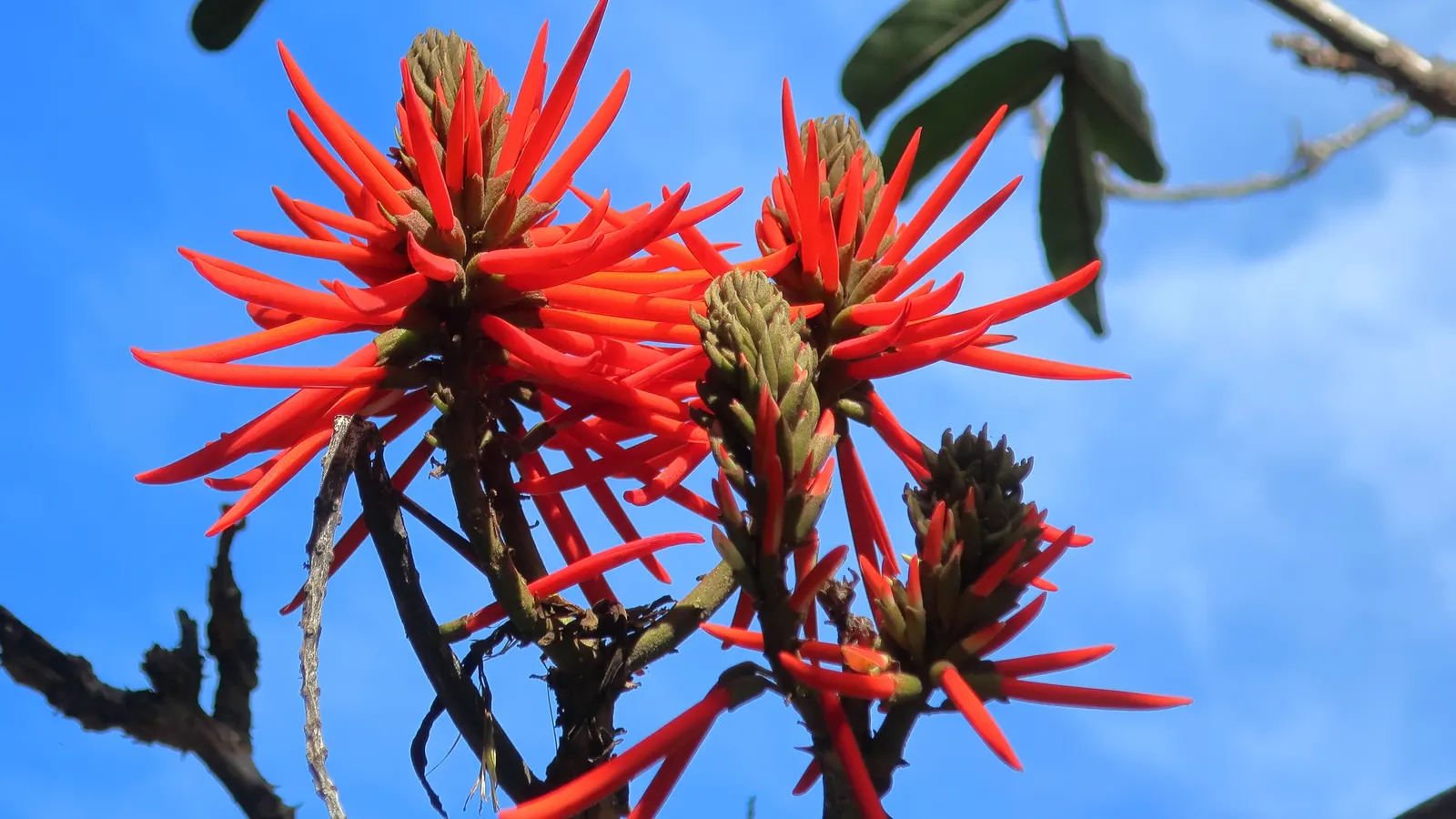 Naked Coral Tree (Erythrina Coralloides) — and well-drained soil conditions