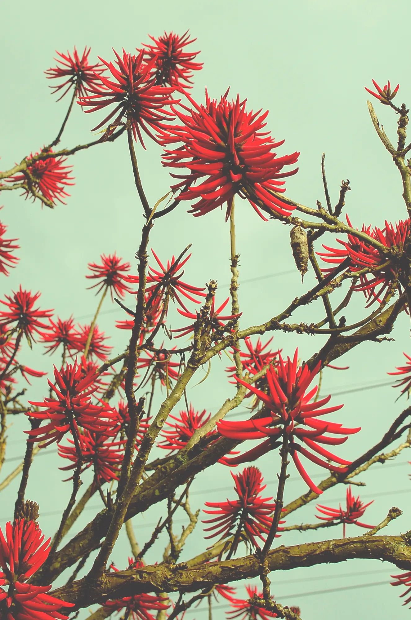 Naked Coral Tree (Erythrina Coralloides) — scientifically known as Erythrina coralloides