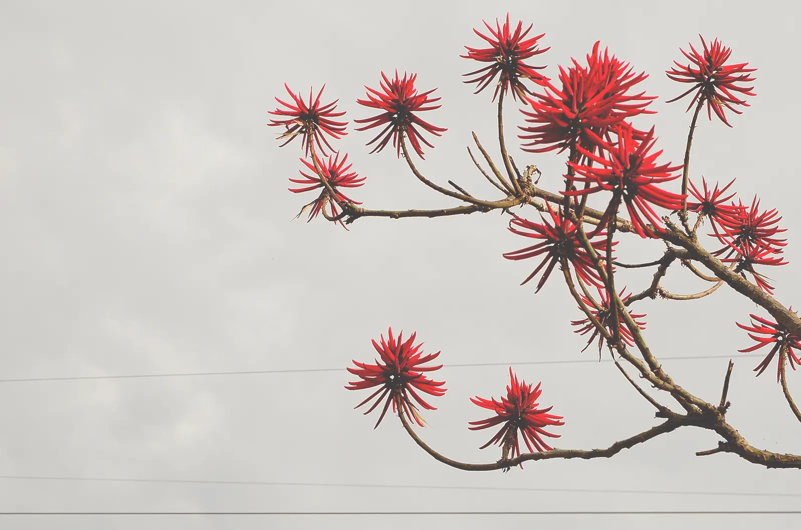 Naked Coral Tree (Erythrina Coralloides) — adding dynamic interest to xeriscapes and wildlife gardens within a spread of 20 feet at maturity
