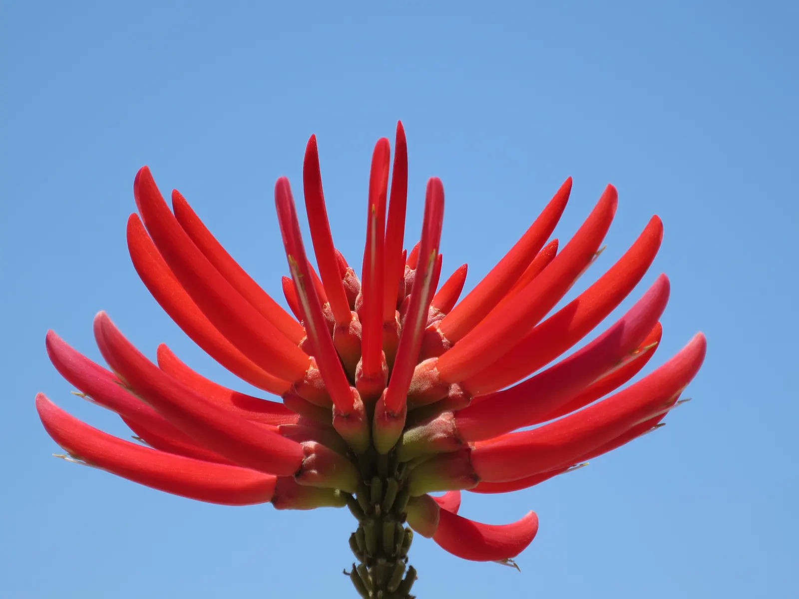 Naked Coral Tree (Erythrina Coralloides) — Its brilliant blooms attract hummingbirds