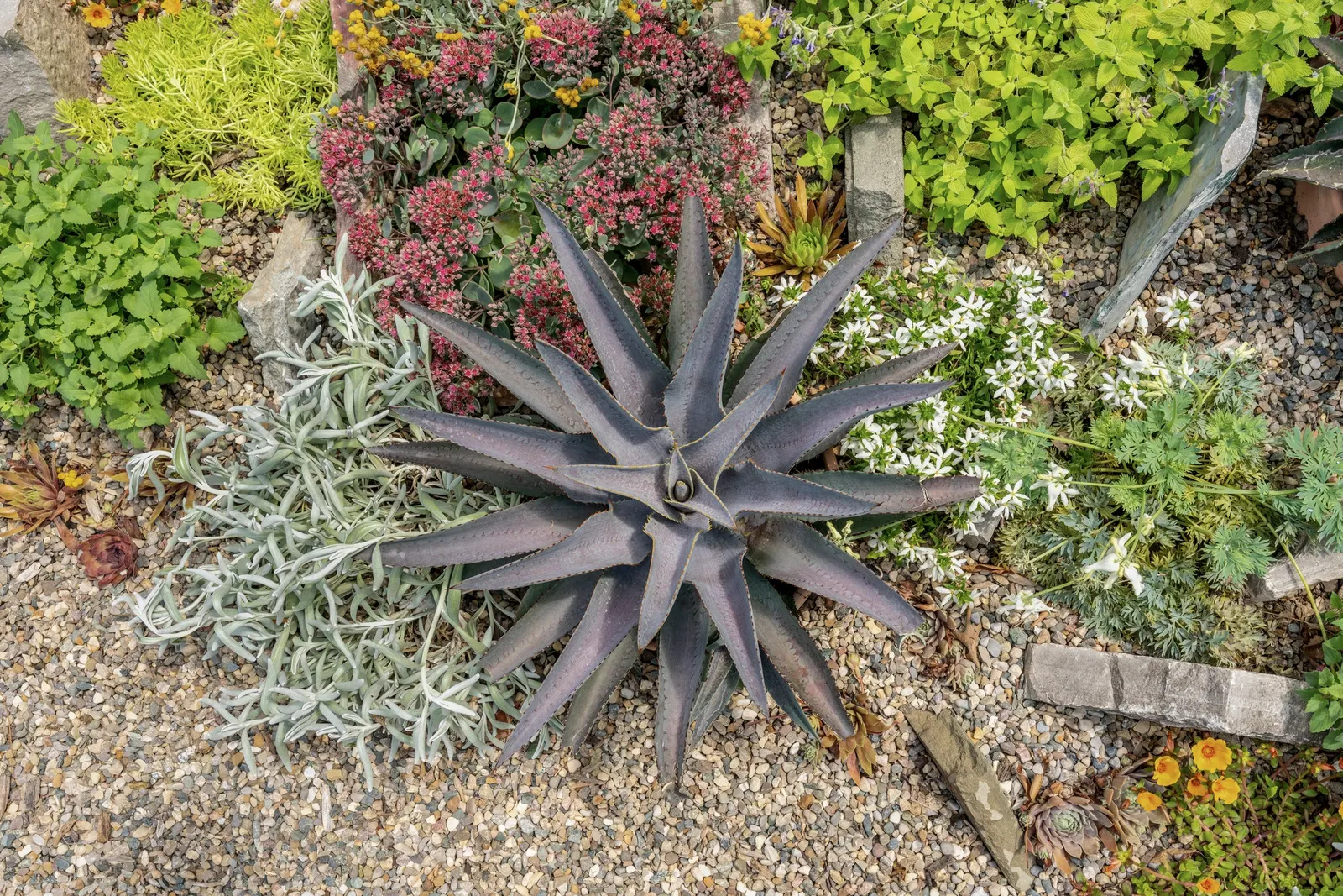Purple People Eater Mangave (Mangave 'Purple People Eater') — a cross between the genus Manfreda and Agave