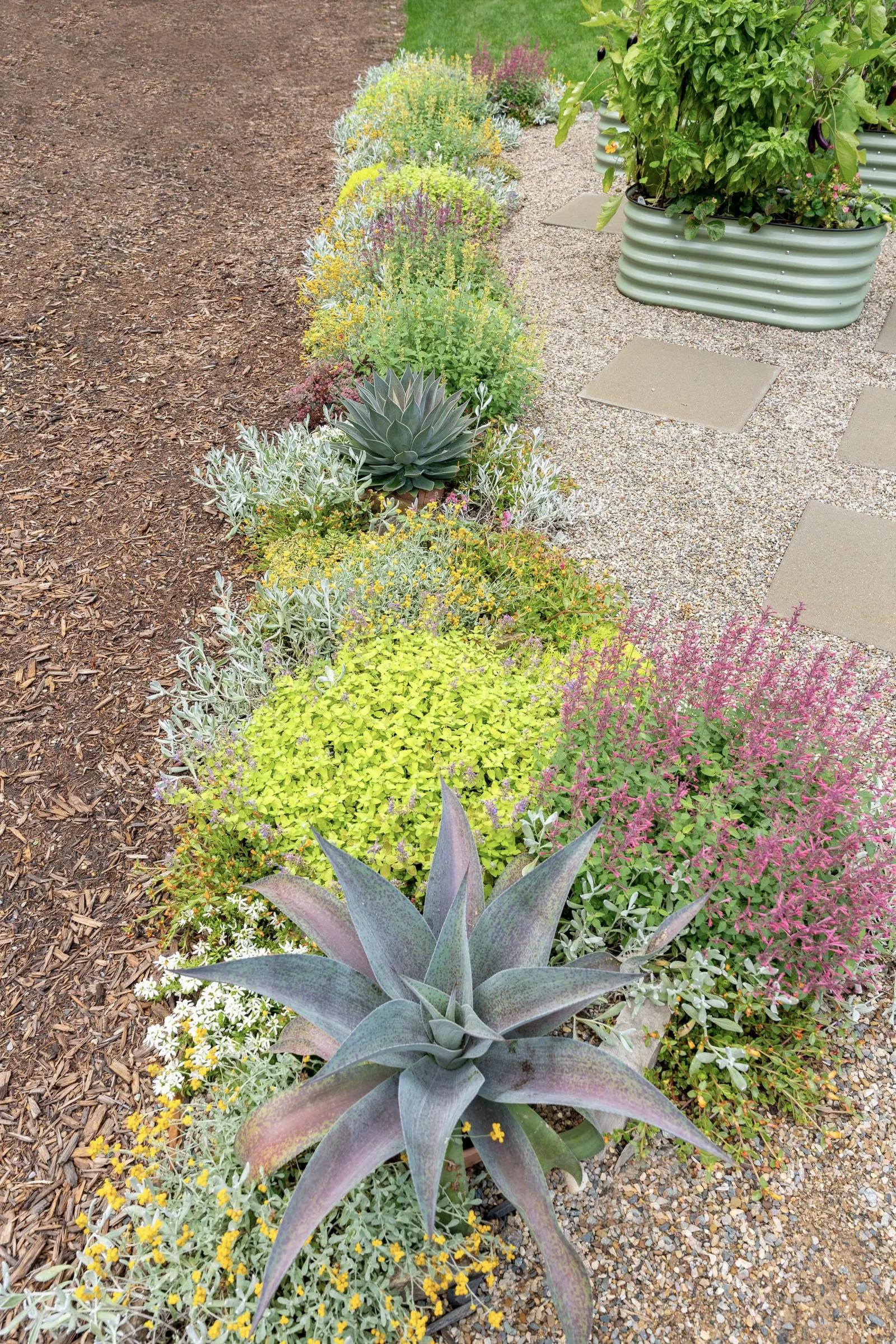 'Boogie Woogie' Stonecrop (Sedum hybrid) — mounded carpet of succulent green foliage edged and brushed with creamy variegation