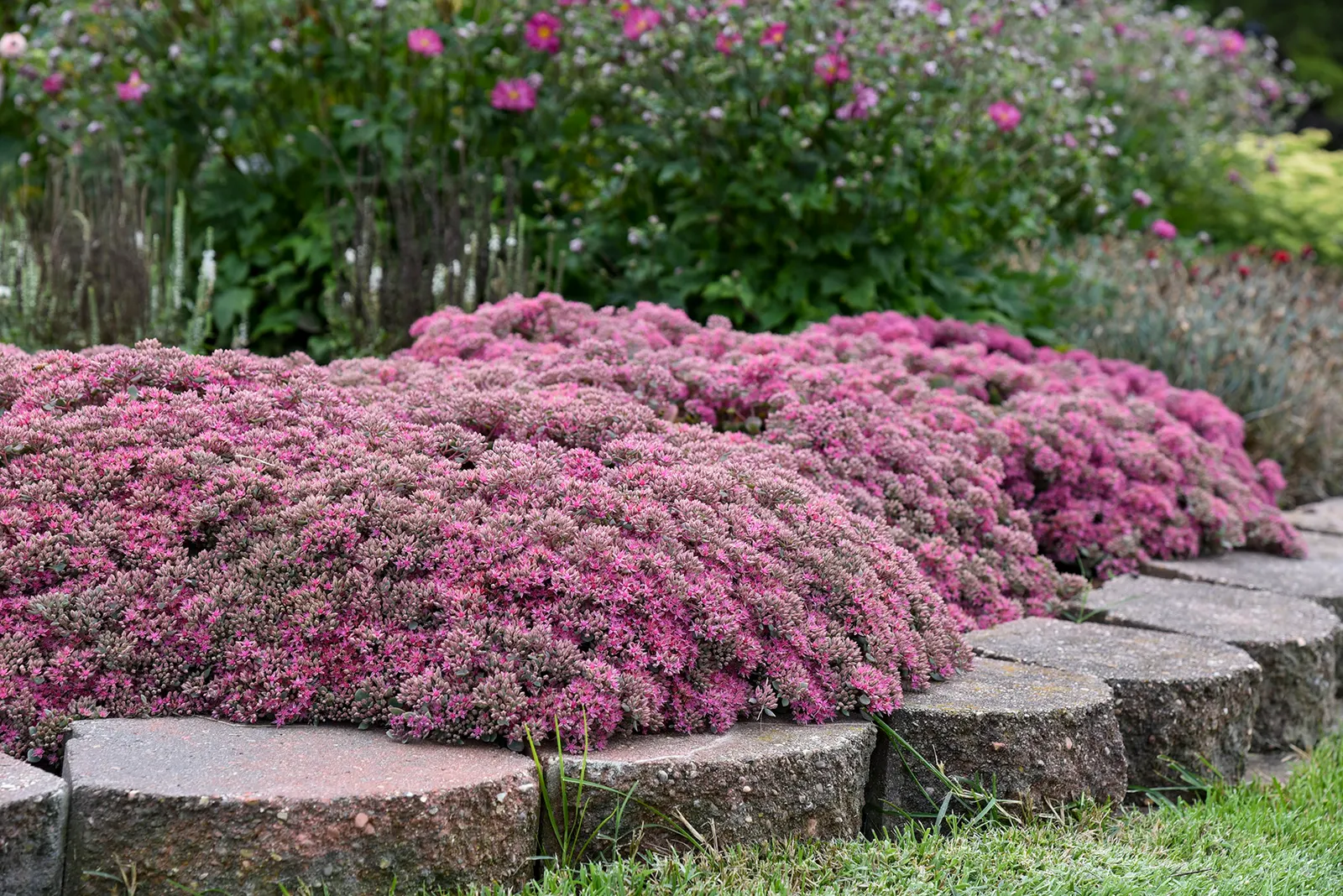 'Popstar' Stonecrop (Sedum hybrid) — this stonecrop brings reliable perennial structure to a wide range of climates