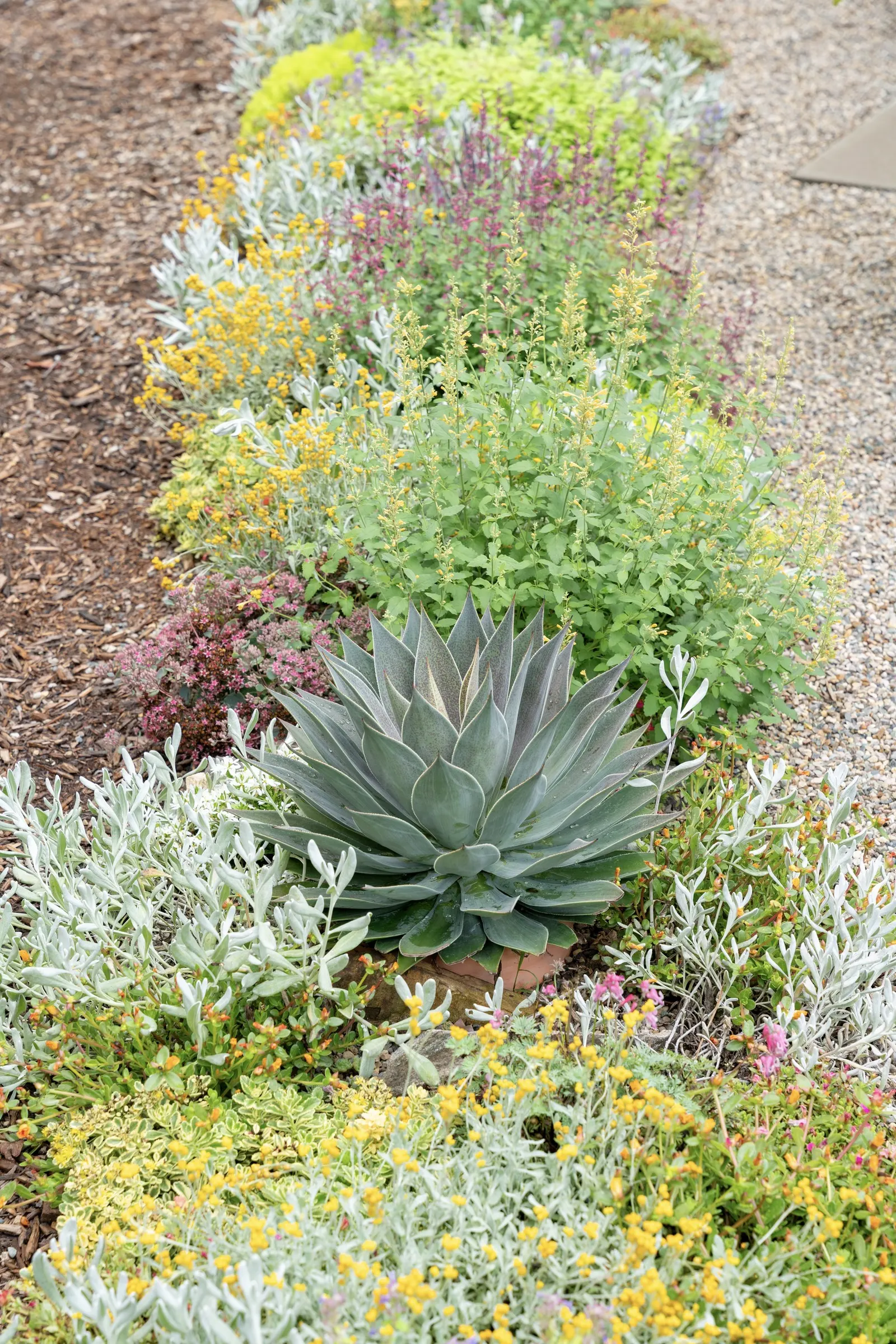 Gold hummingbird mint (Agastache) — make sure there are drainage holes to allow excess water to drain and avoid over-watering