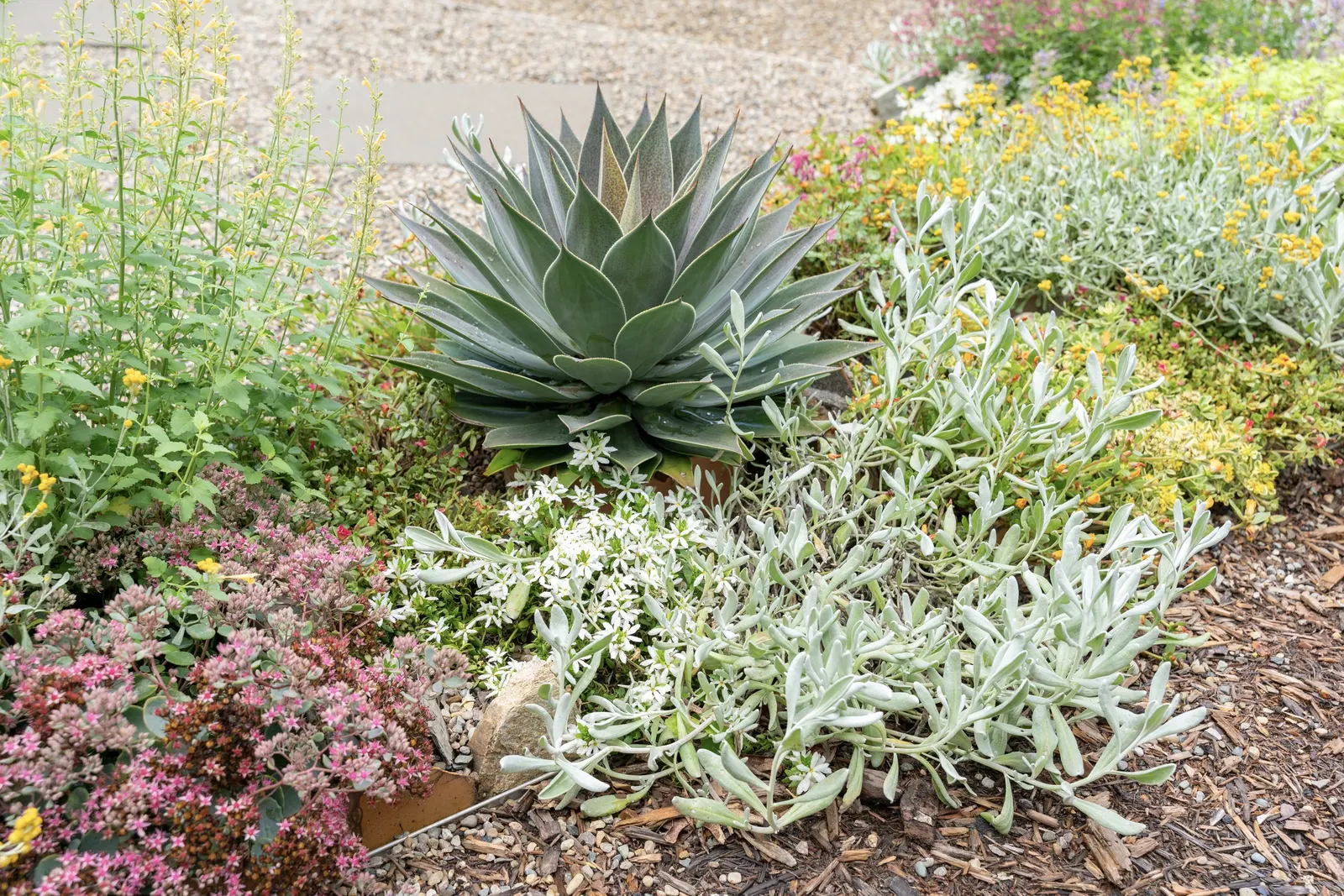 'Lavender Lady' Mangave (Mangave hybrid) — Use in full sun to bring out the brightest foliage color