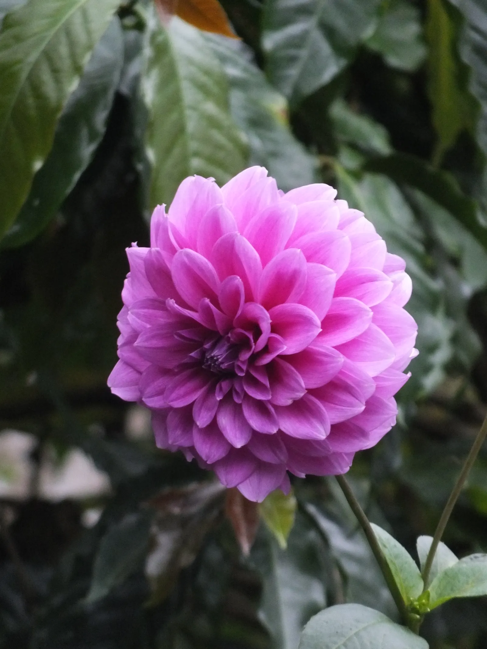 Dahlia (Assorted) (Dahlia X Hybrida) — showcases a range of forms from simple to complex blossoms up to 12 inches in diameter
