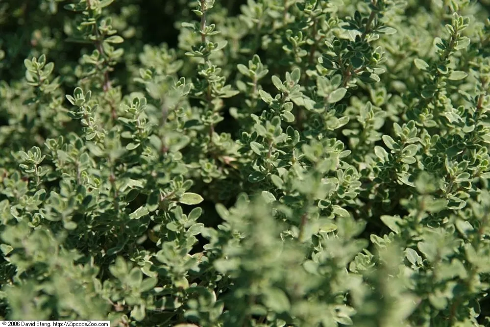 Silver Thyme (Thymus Vulgaris 'Argenteus') — evergreen herb featuring variegated silver-edged leaves