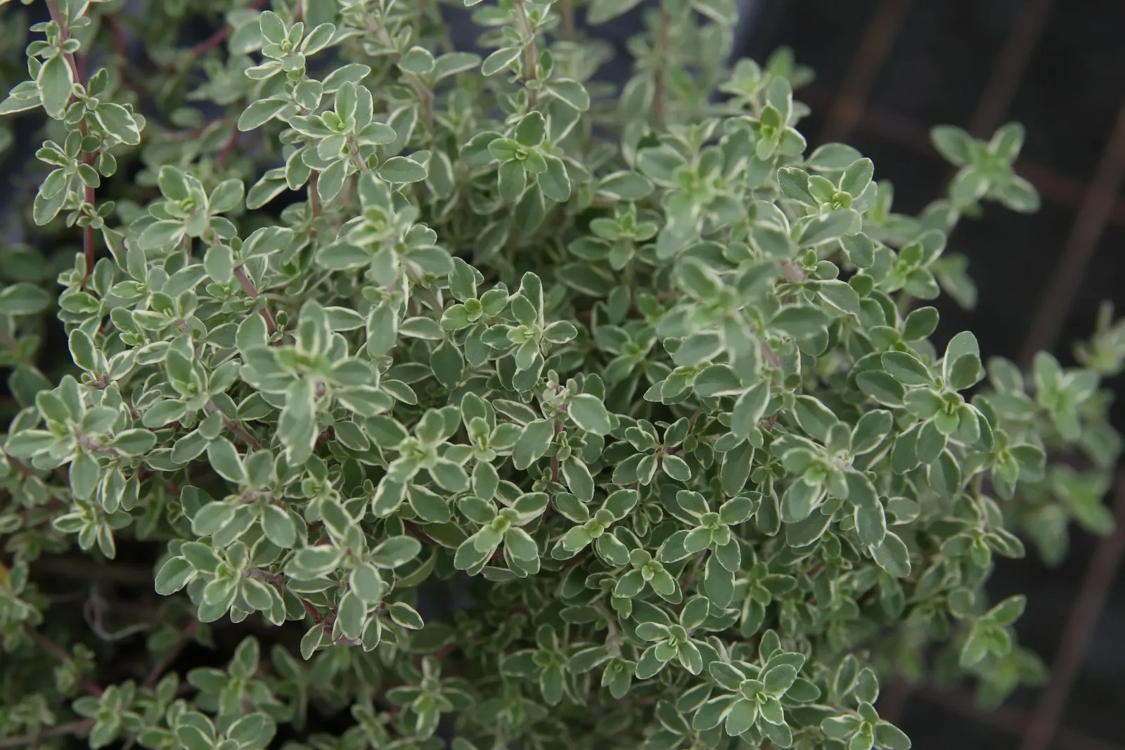 Silver Thyme (Thymus Vulgaris 'Argenteus') — Silver Thyme (Thymus vulgaris 'Argenteus') is a compact