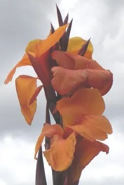 Wyoming Canna (Canna 'Wyoming') — The Canna 'Wyoming' is a striking perennial