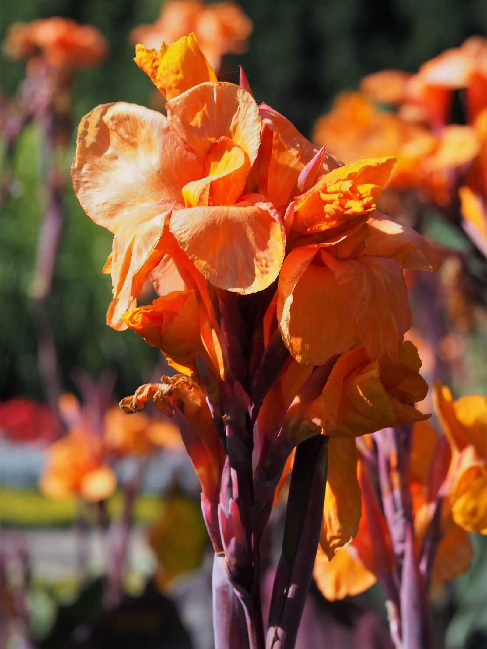 Wyoming Canna (Canna 'Wyoming') — Its large, banana-like green leaves with purple undertones add lushness to landscapes