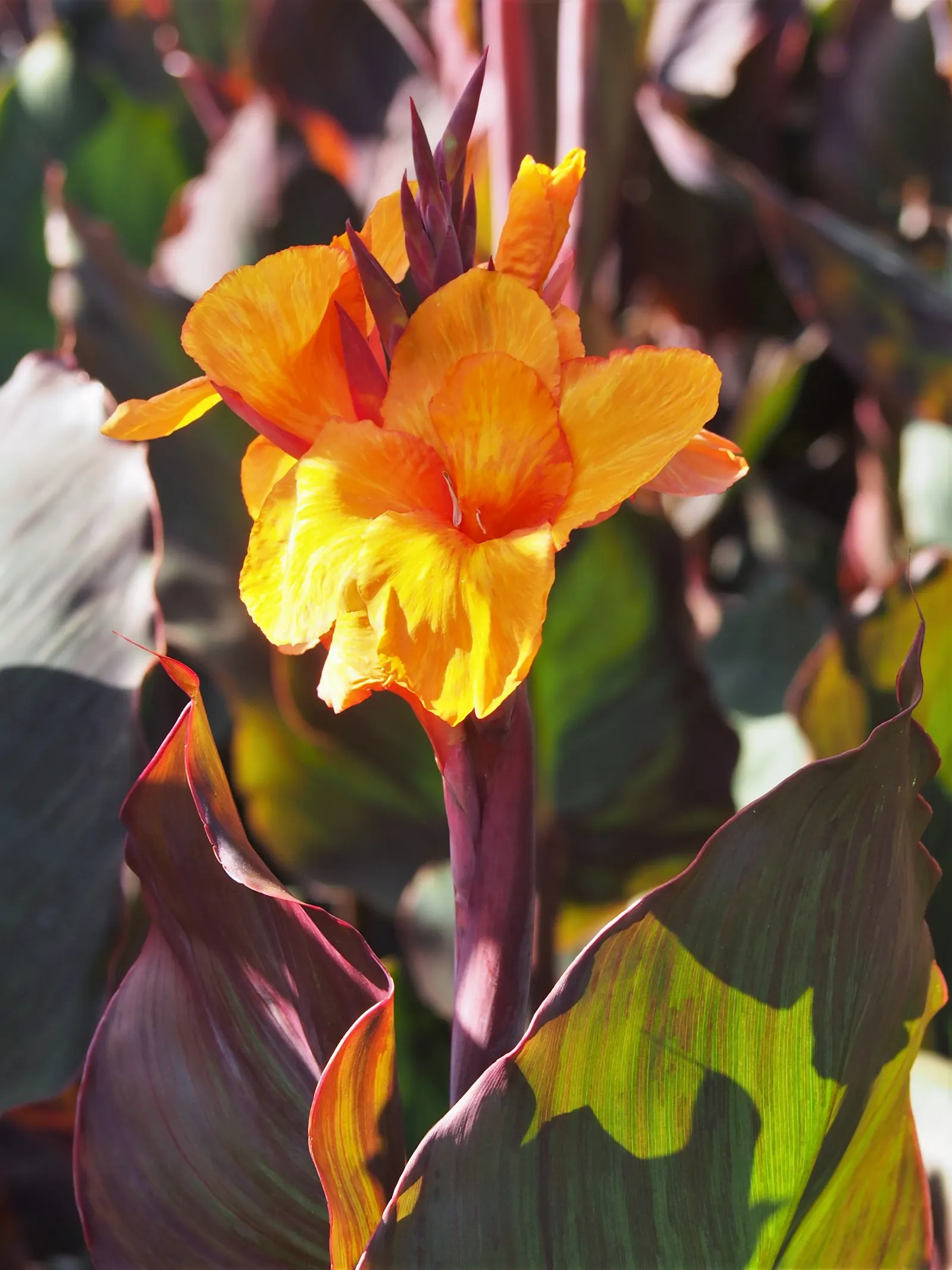 Wyoming Canna (Canna 'Wyoming') — Thriving in full sun with moist