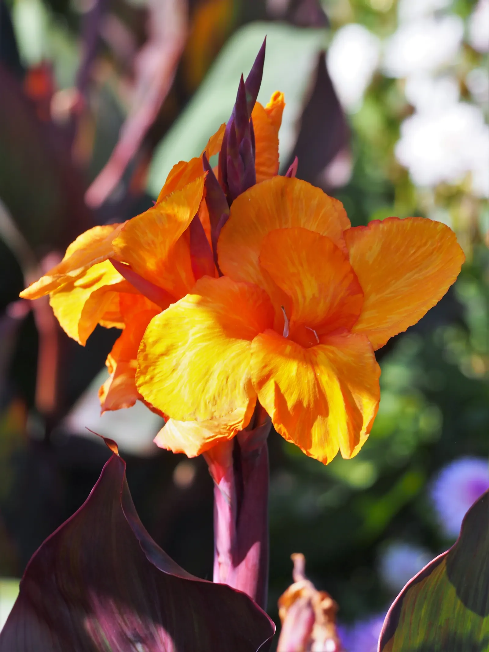 Wyoming Canna (Canna 'Wyoming') — this hardy plant becomes a focal point in garden beds or as a container specimen