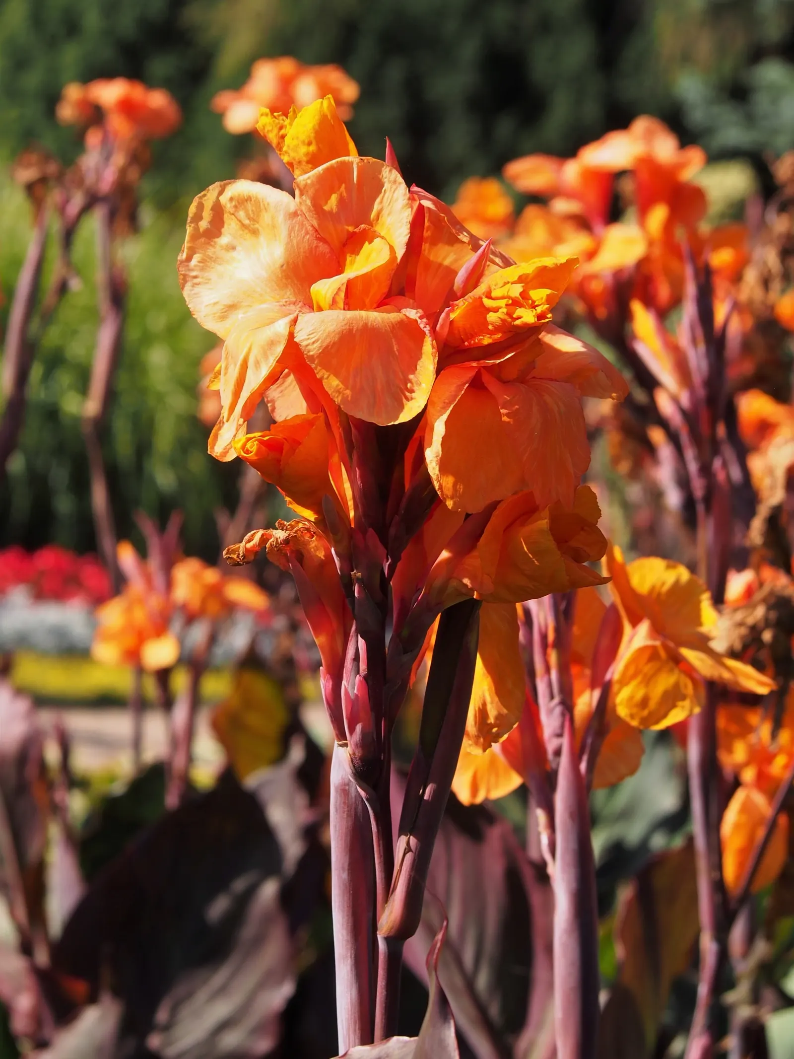 Wyoming Canna (Canna 'Wyoming') — Hardy in zones 7-10, it can be overwintered indoors in colder climates