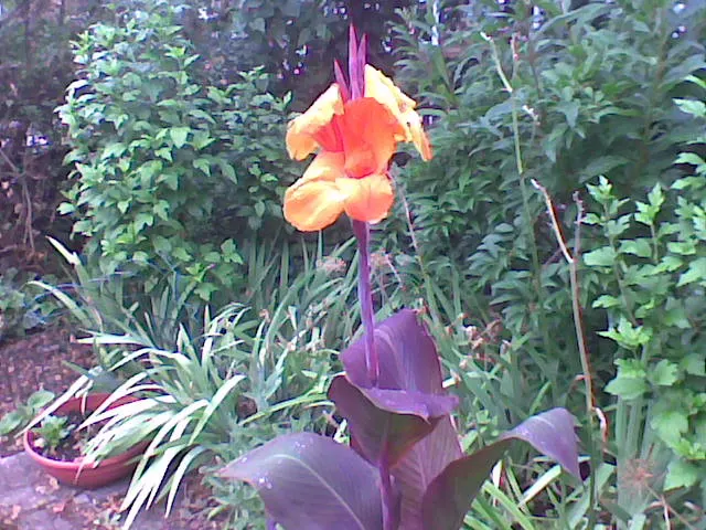 Wyoming Canna (Canna 'Wyoming') — boasting vibrant orange flowers atop tall stems reaching heights of 4-6 ft