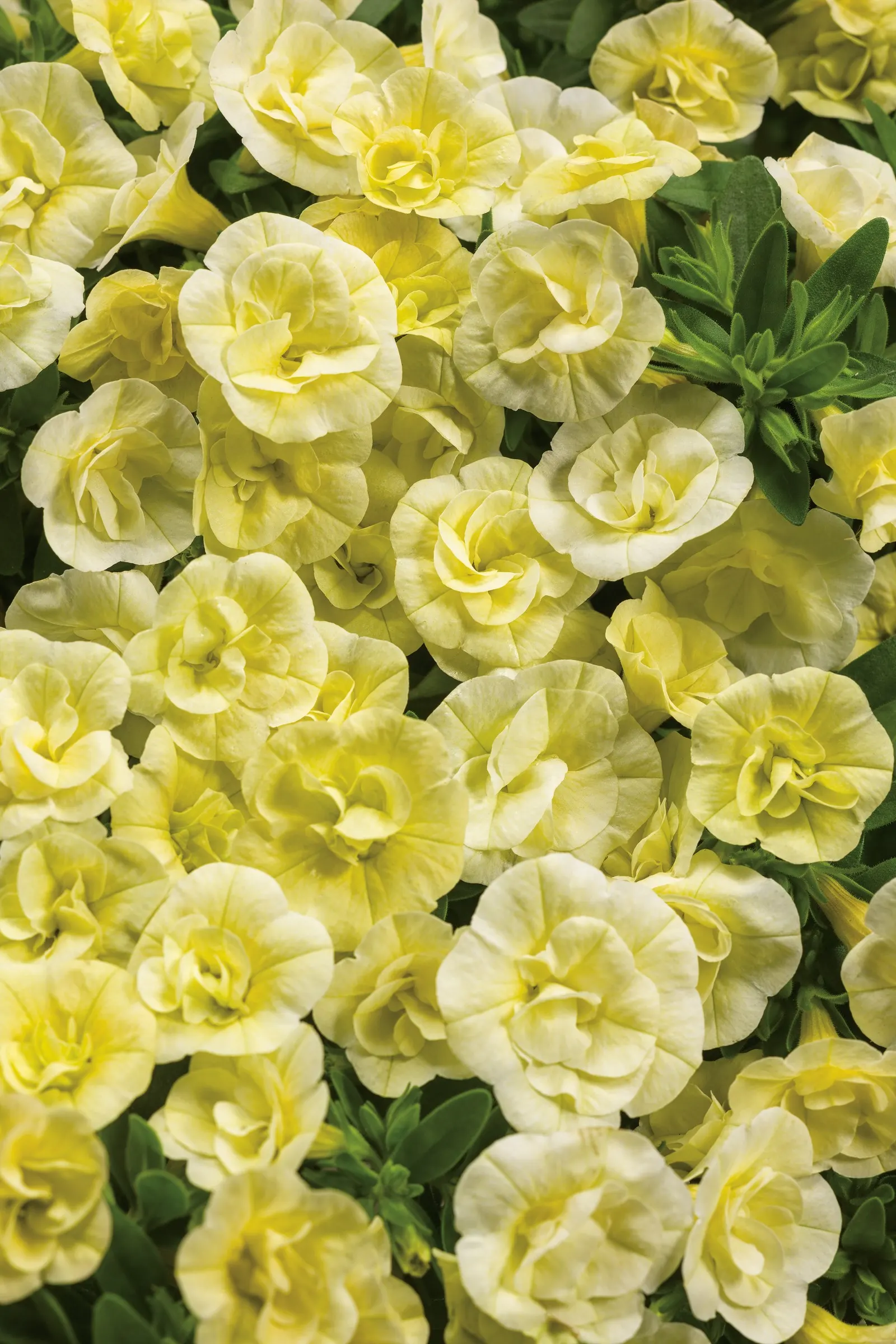 Double Chiffon Double Calibrachoa — commonly referred to as Double Chiffon Double Calibrachoa