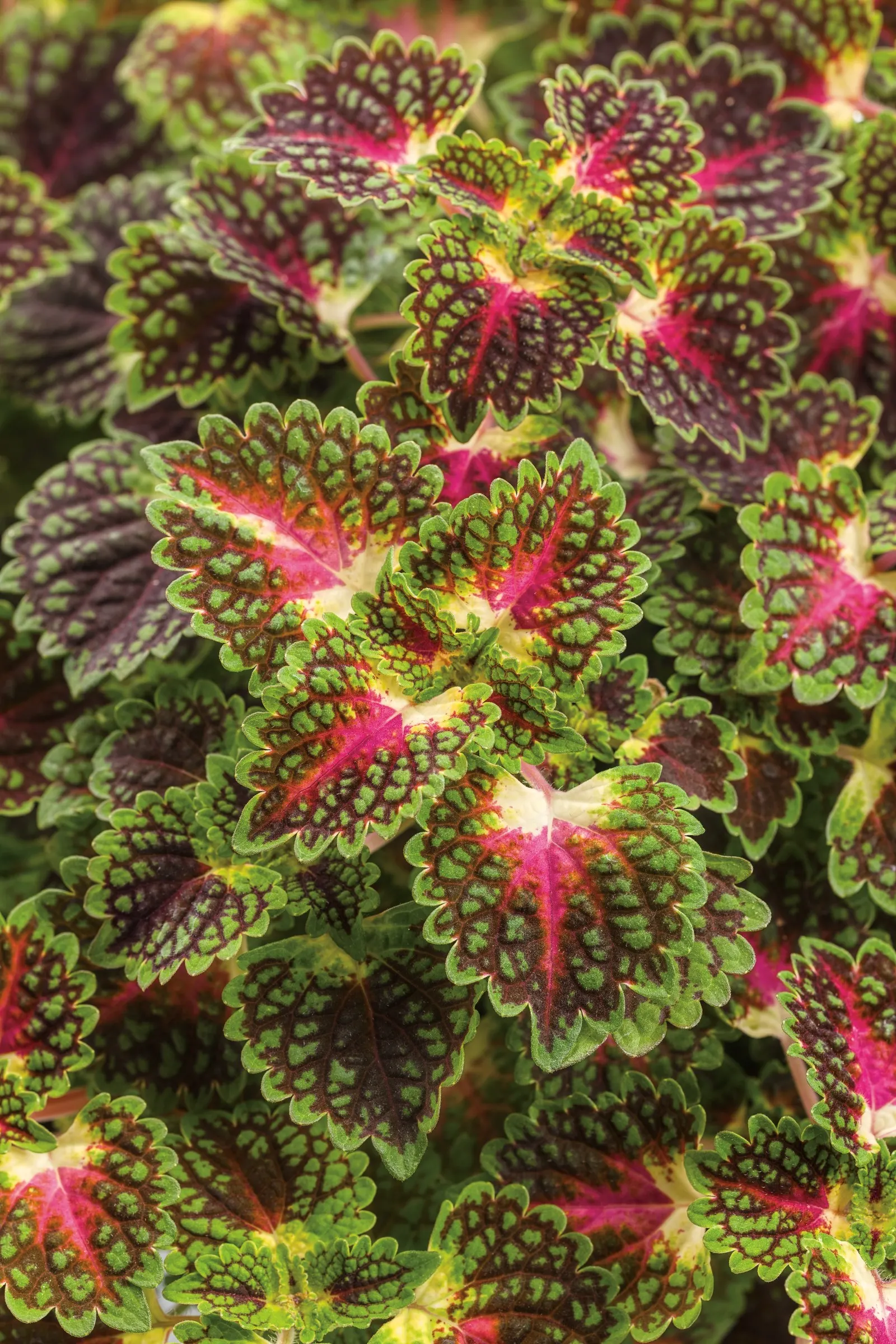 Strawberry Drop Coleus (Coleus scutellarioides) — To keep foliage in top shape, pinch off the blooms as they appear if you wish; many people feel, image 125