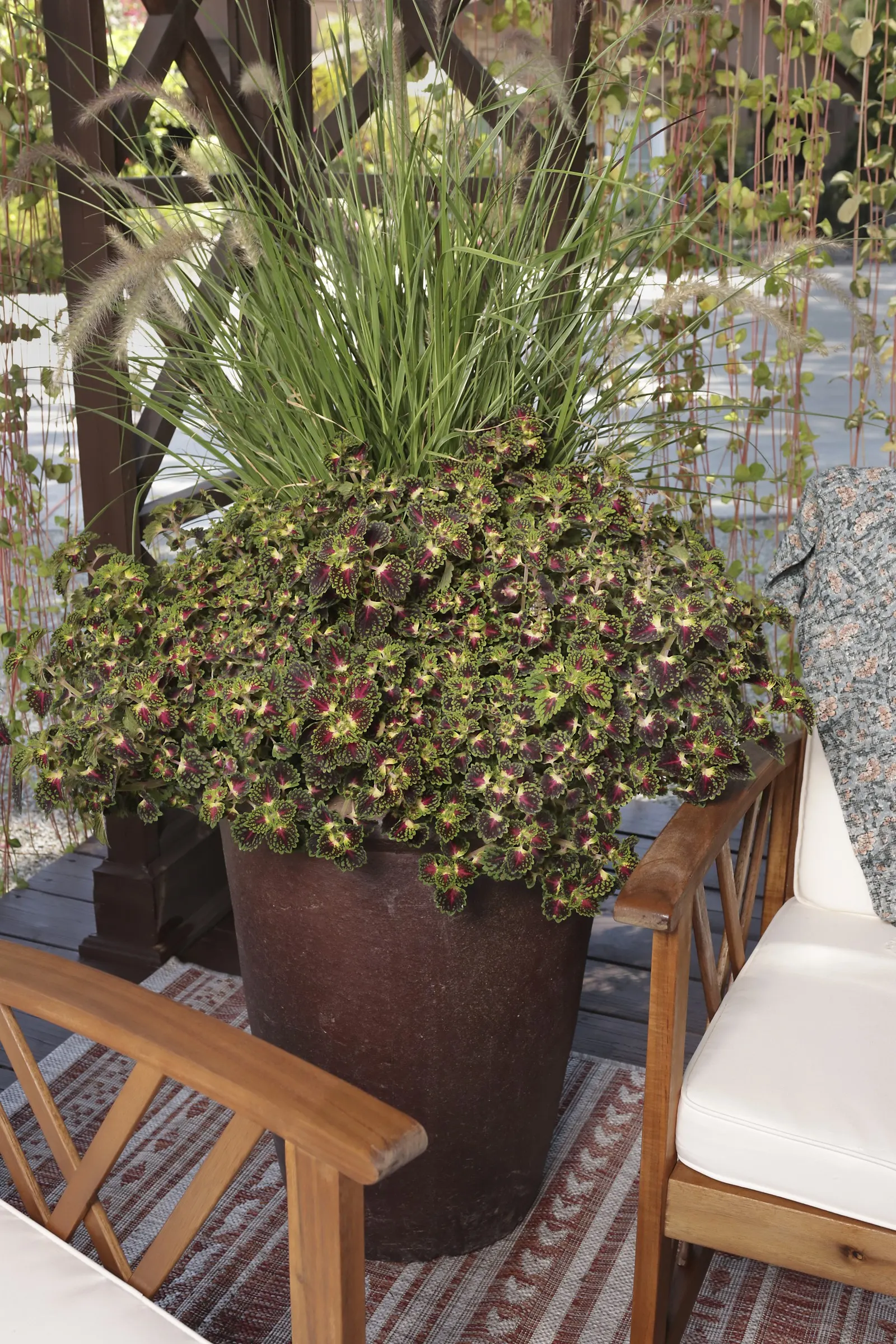 Sky Rocket Fountain Grass (Pennisetum setaceum) — Cut back this warm season annual ornamental grass in fall or by mid to late spring; snow or ice, image 66