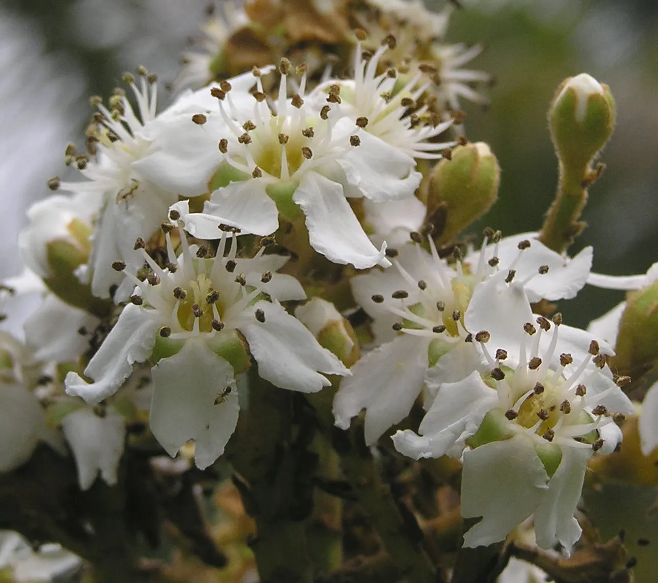 Bronze Loquat (Eriobotrya Deflexa) — it thrives in USDA zones 9-11