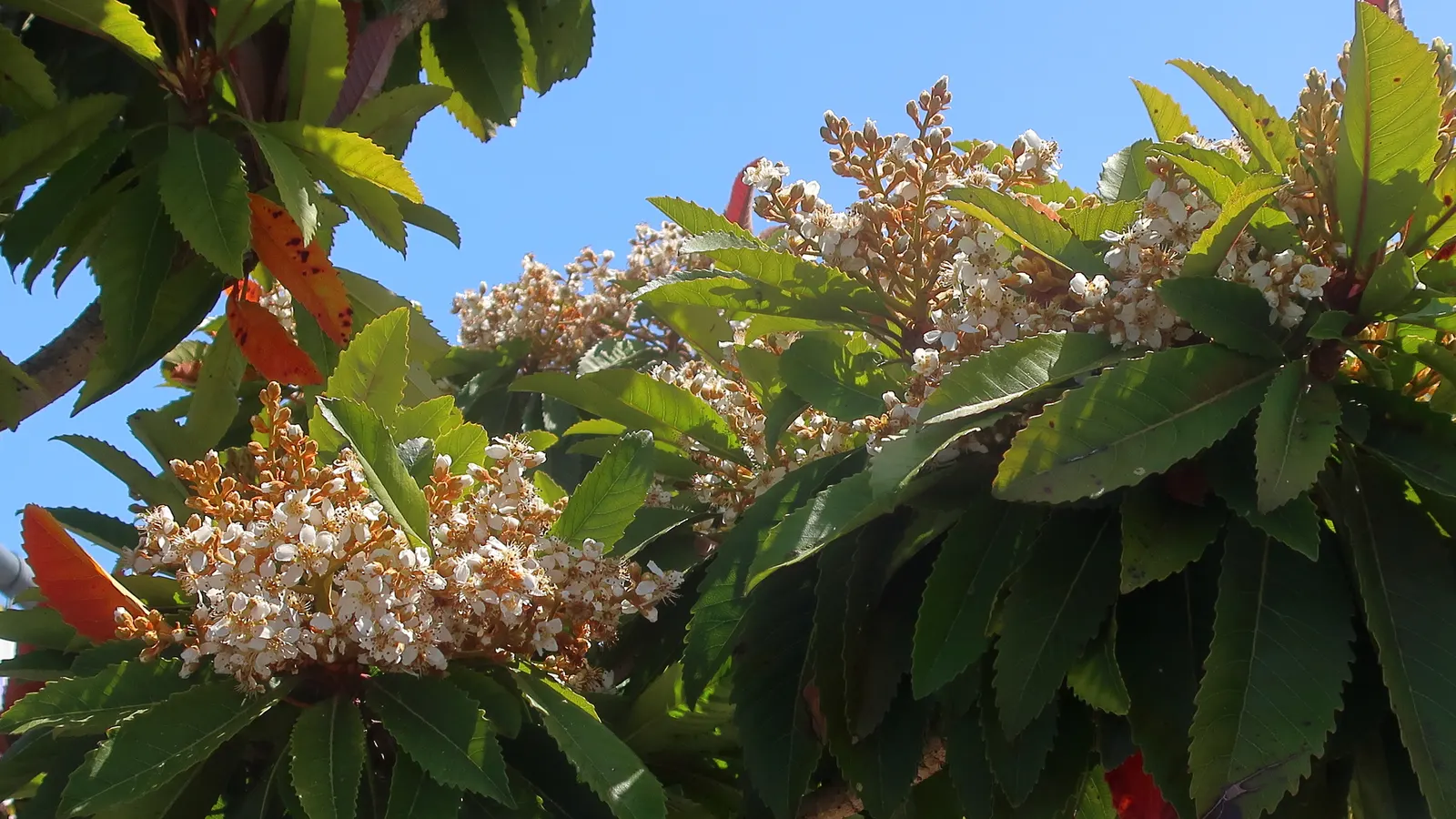 Bronze Loquat (Eriobotrya Deflexa) — Its small, fragrant white flowers bloom in spring, adding a sensory delight