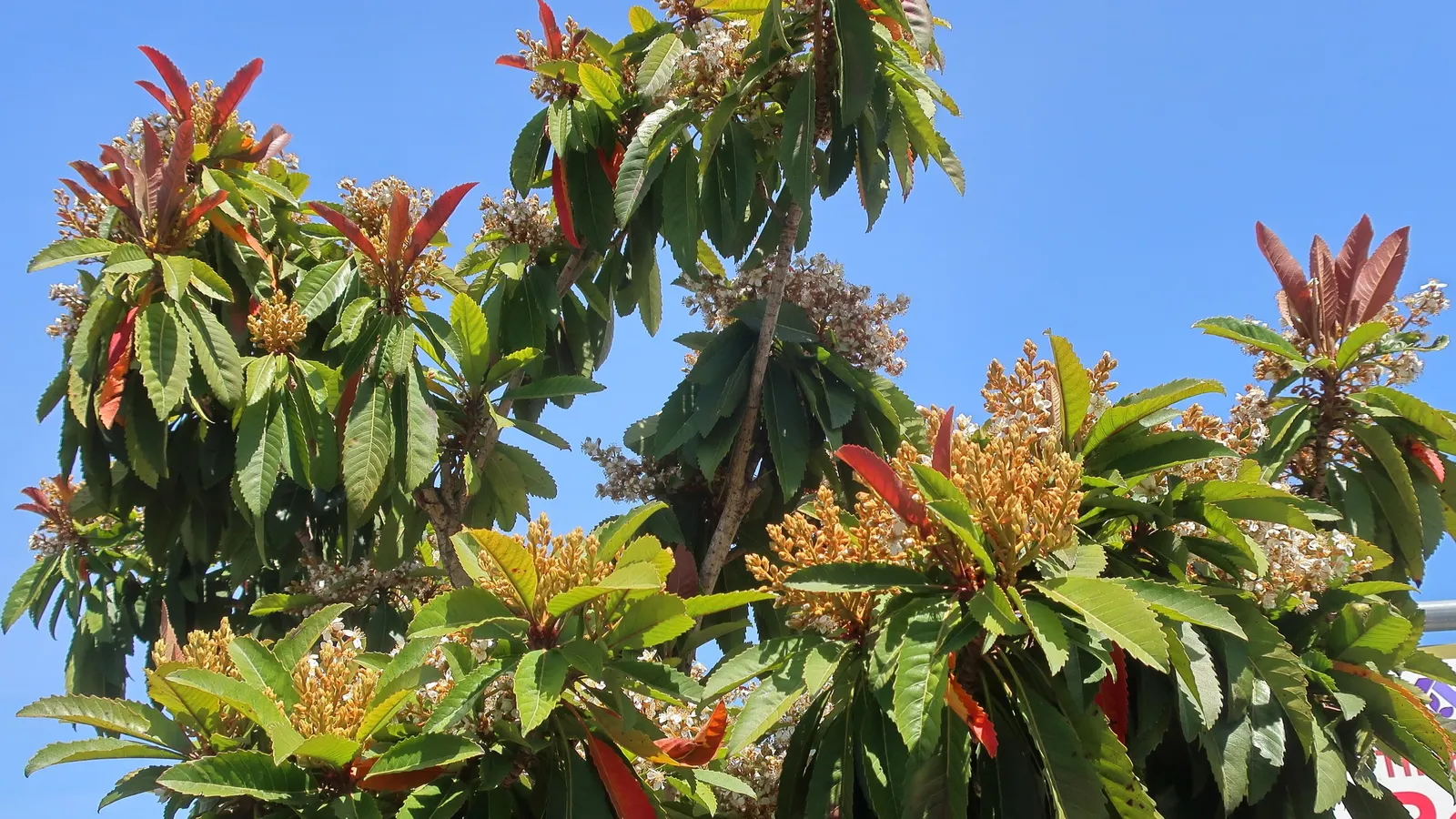 Bronze Loquat (Eriobotrya Deflexa) — young leaves maturing to a deep green