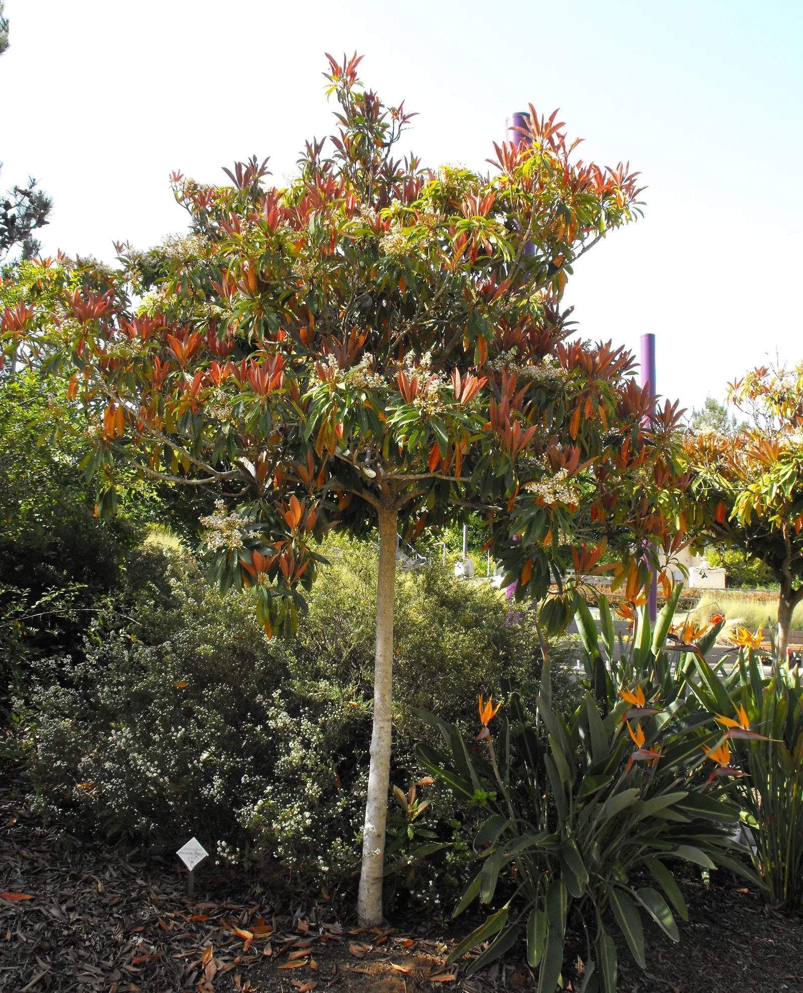 Bronze Loquat (Eriobotrya Deflexa) — evergreen appeal with its bronze-tinted