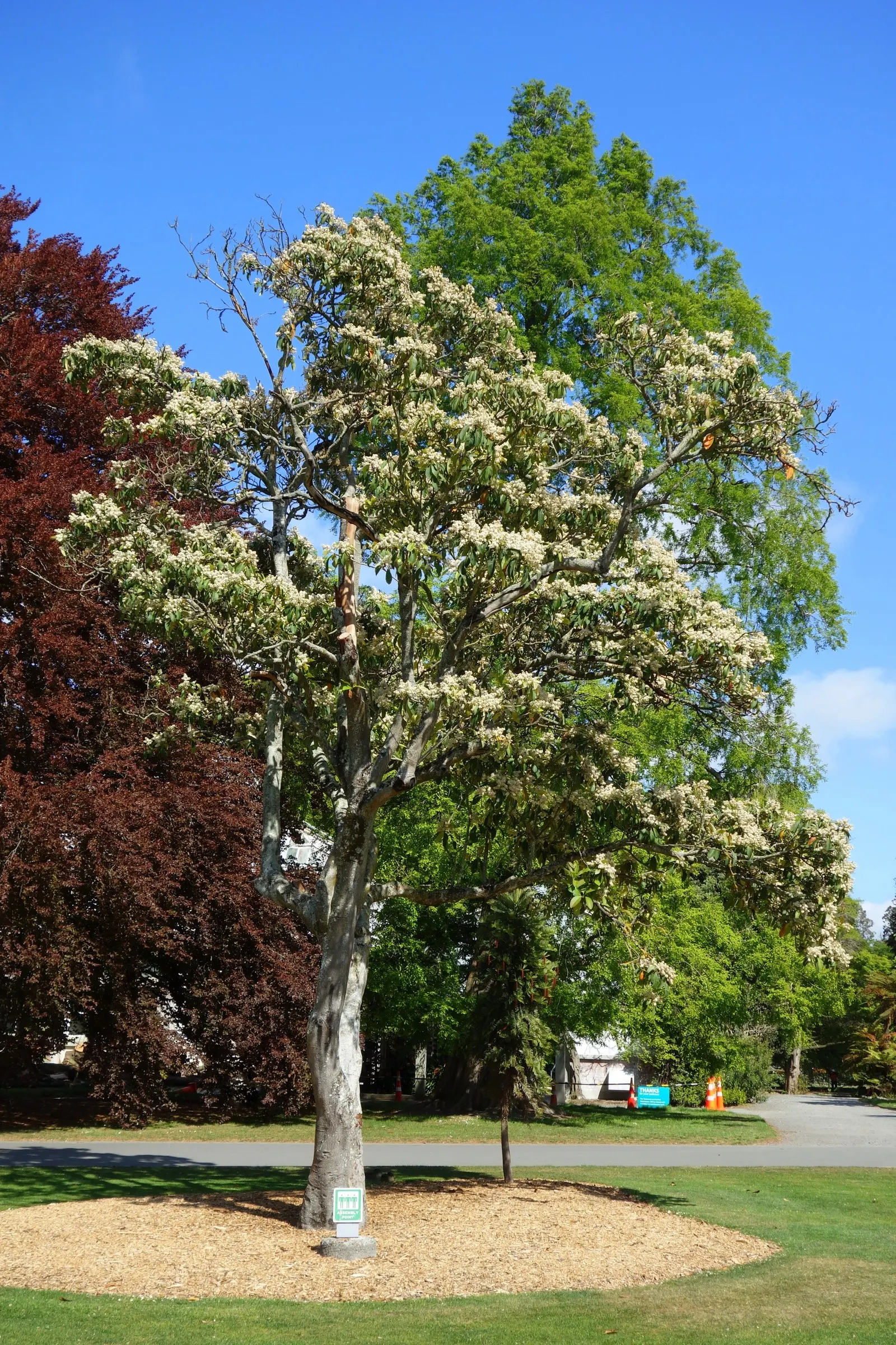 Bronze Loquat (Eriobotrya Deflexa) — This moderately growing tree reaches up to 15-25 feet tall and spreads 10-15 feet, providing ample shade
