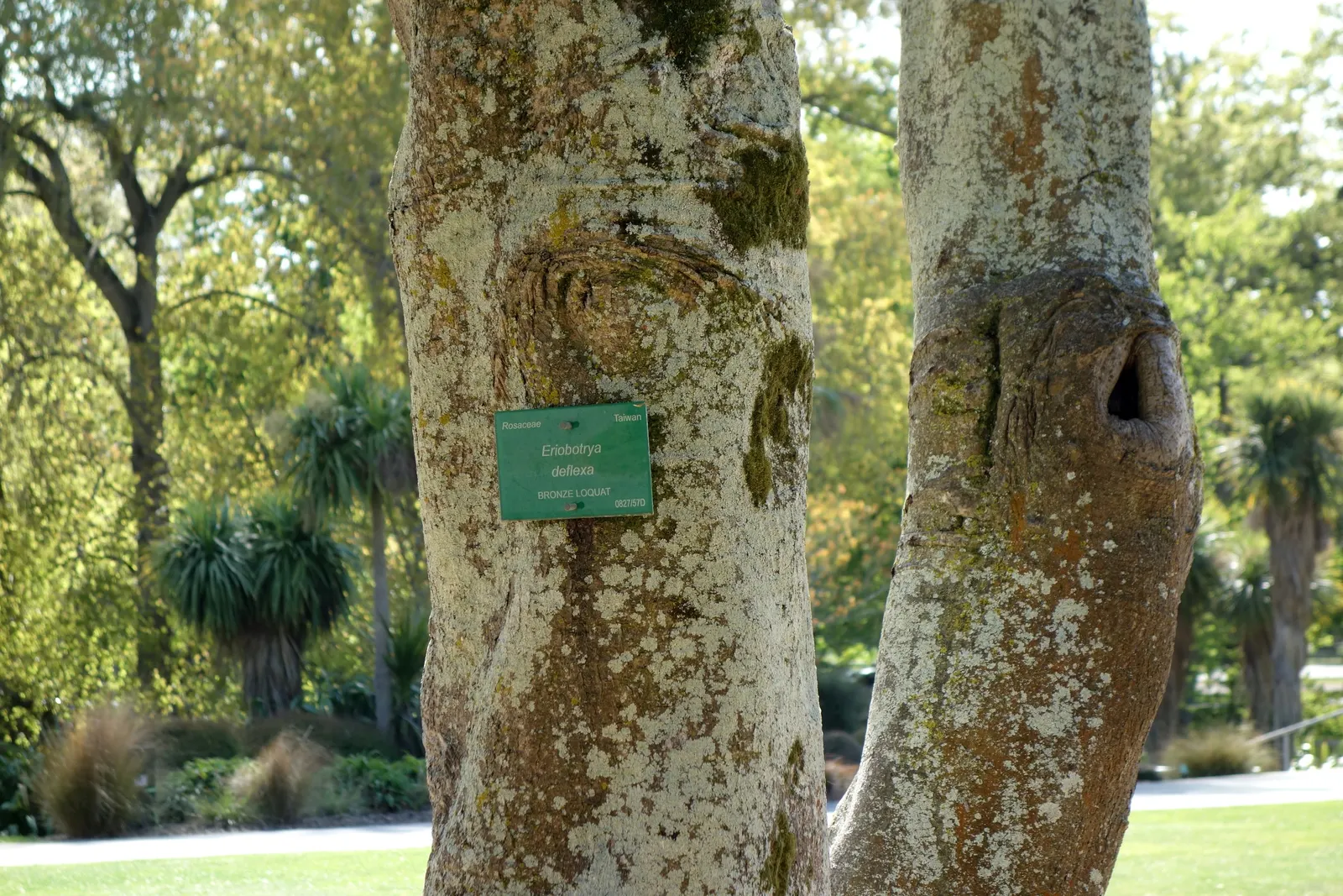 Bronze Loquat (Eriobotrya Deflexa) — Hardy and drought-tolerant