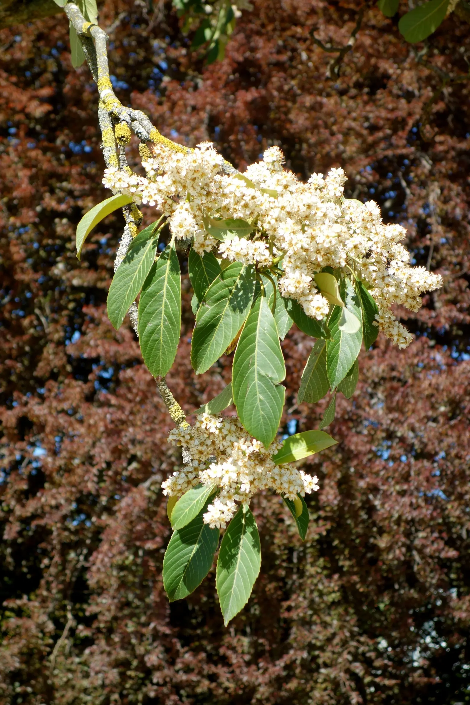 Bronze Loquat (Eriobotrya Deflexa) — requiring full sun to partial shade and well-drained soil