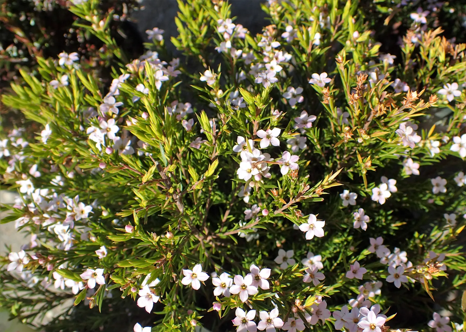 Pink Breath Of Heaven (Coleonema Pulchellum) — Regular pruning maintains its airy