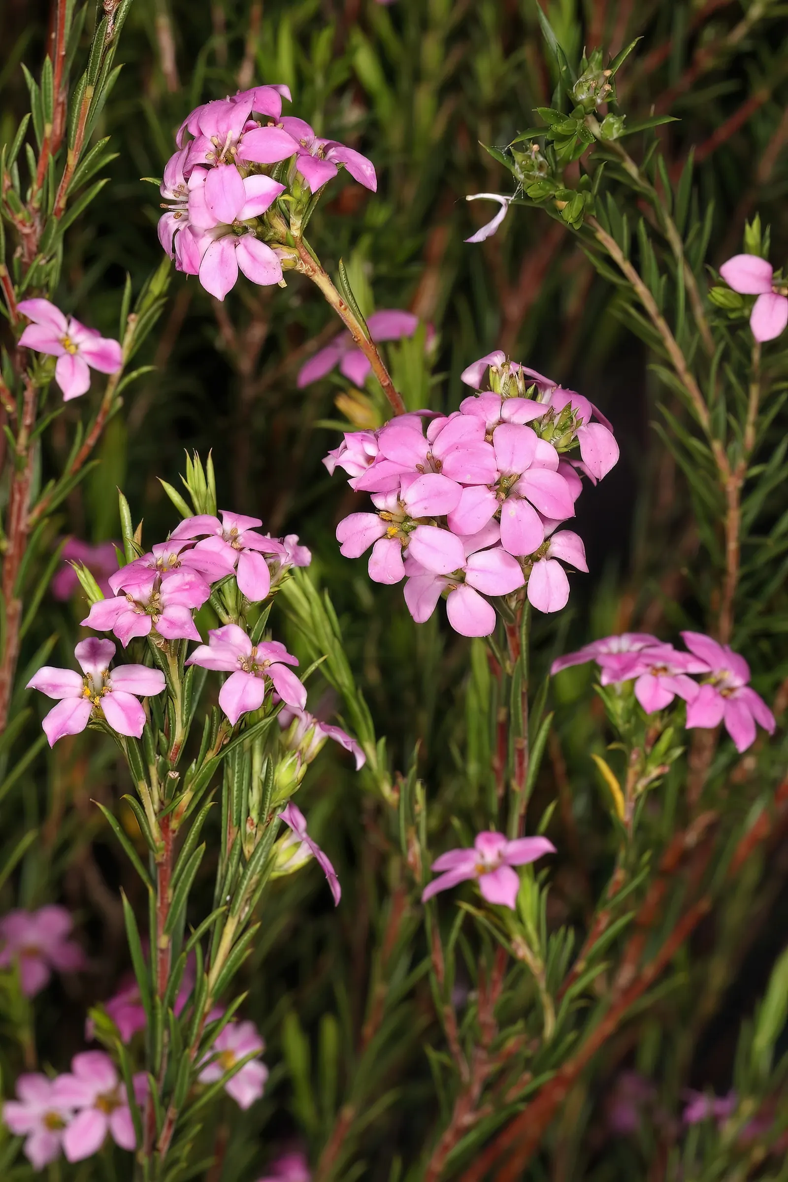 Pink Breath Of Heaven (Coleonema Pulchellum) — measuring about 0.25 to 0.5 inches long