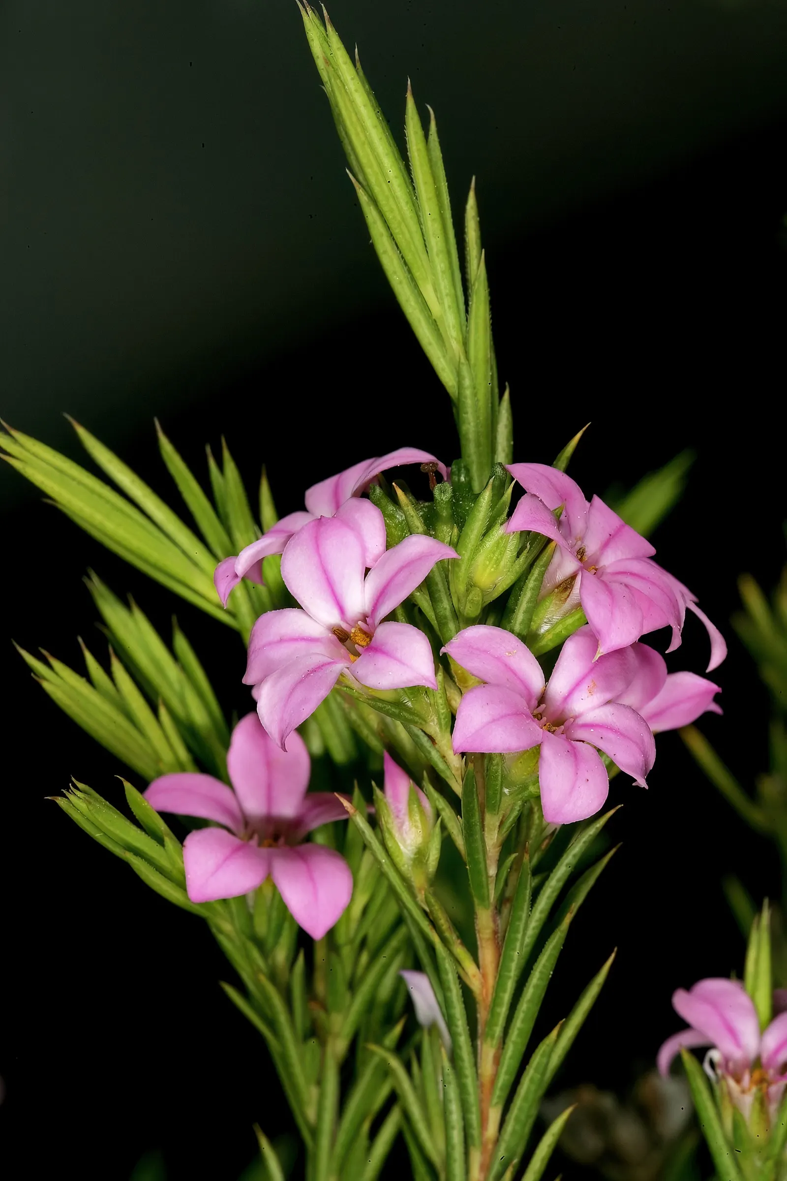 Pink Breath Of Heaven (Coleonema Pulchellum) — is a delicate and aromatic evergreen shrub native to South Africa; it typically reaches heights of 3 to 5 feet