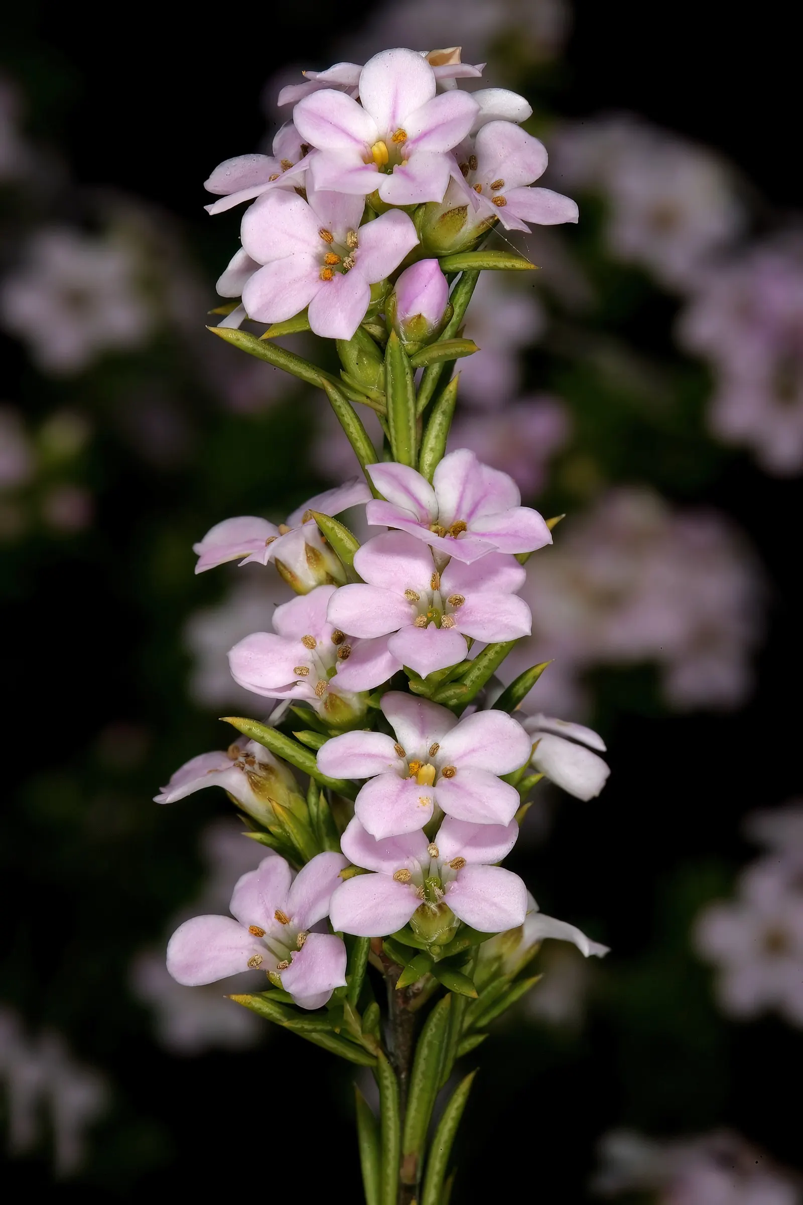 Pink Breath Of Heaven (Coleonema Pulchellum) — or as part of a Mediterranean-themed garden