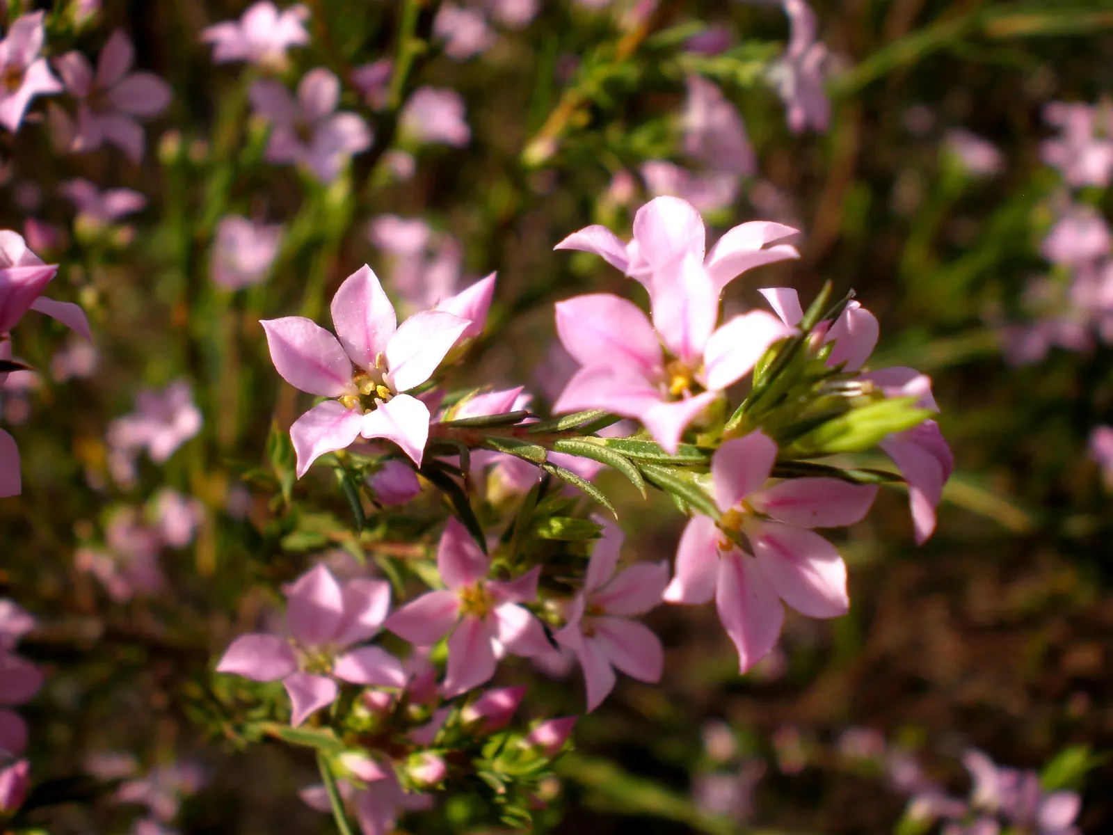 Pink Breath Of Heaven (Coleonema Pulchellum) — Thriving in USDA zones 8-10, it reaches 3-5 feet in height and 5 feet in width