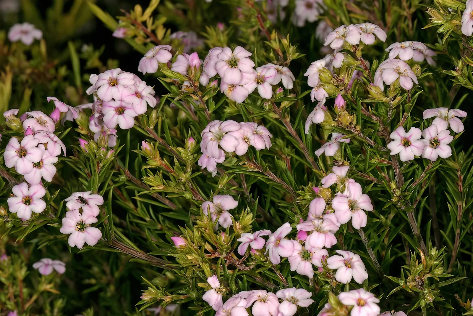 Pink Breath Of Heaven (Coleonema Pulchellum) — Regular light pruning can help maintain its shape and encourage denser growth