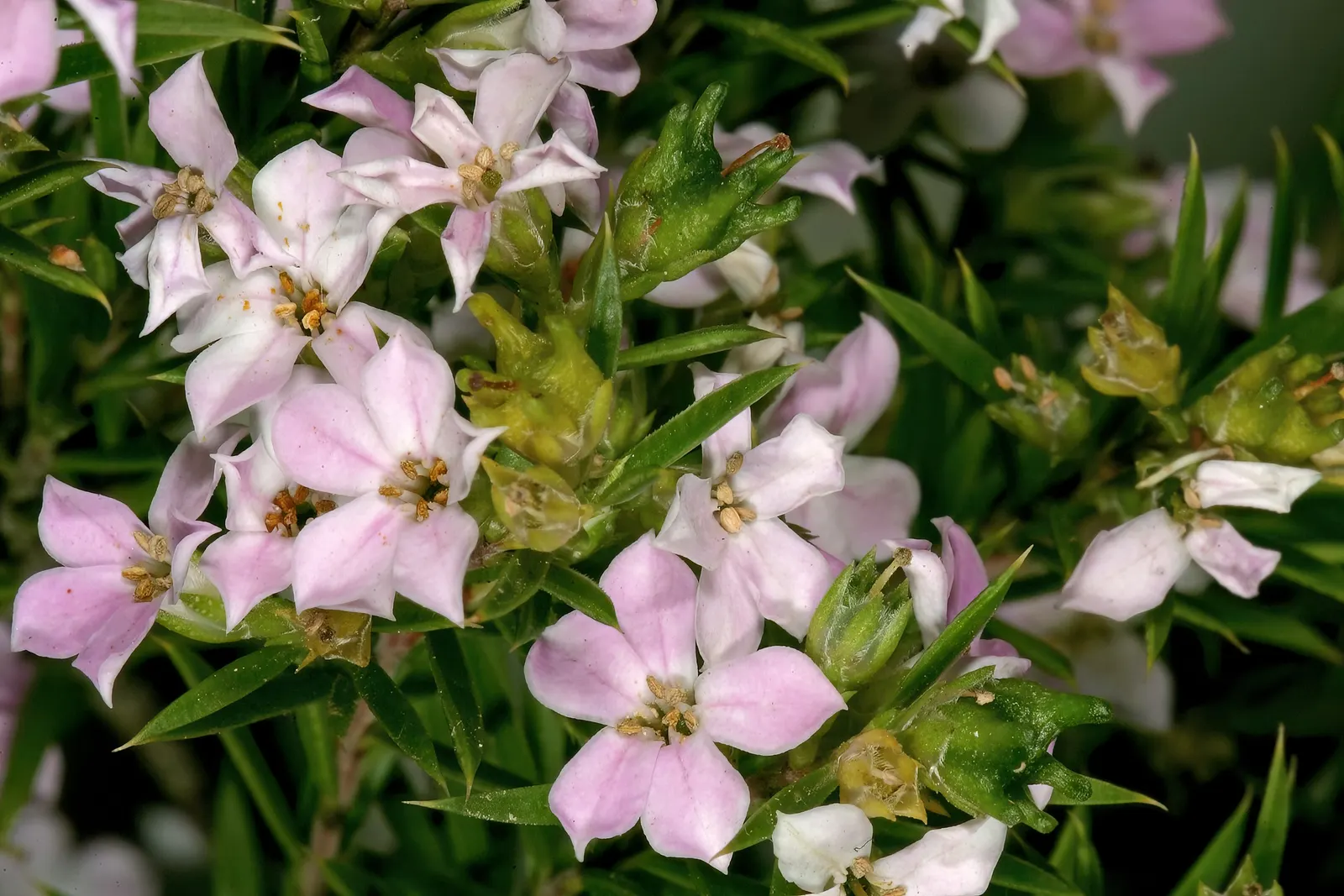 Pink Breath Of Heaven (Coleonema Pulchellum) — evergreen shrub known for its fine; thriving in USDA zones 8-10, it reaches 3-5 feet in height and 5 feet in