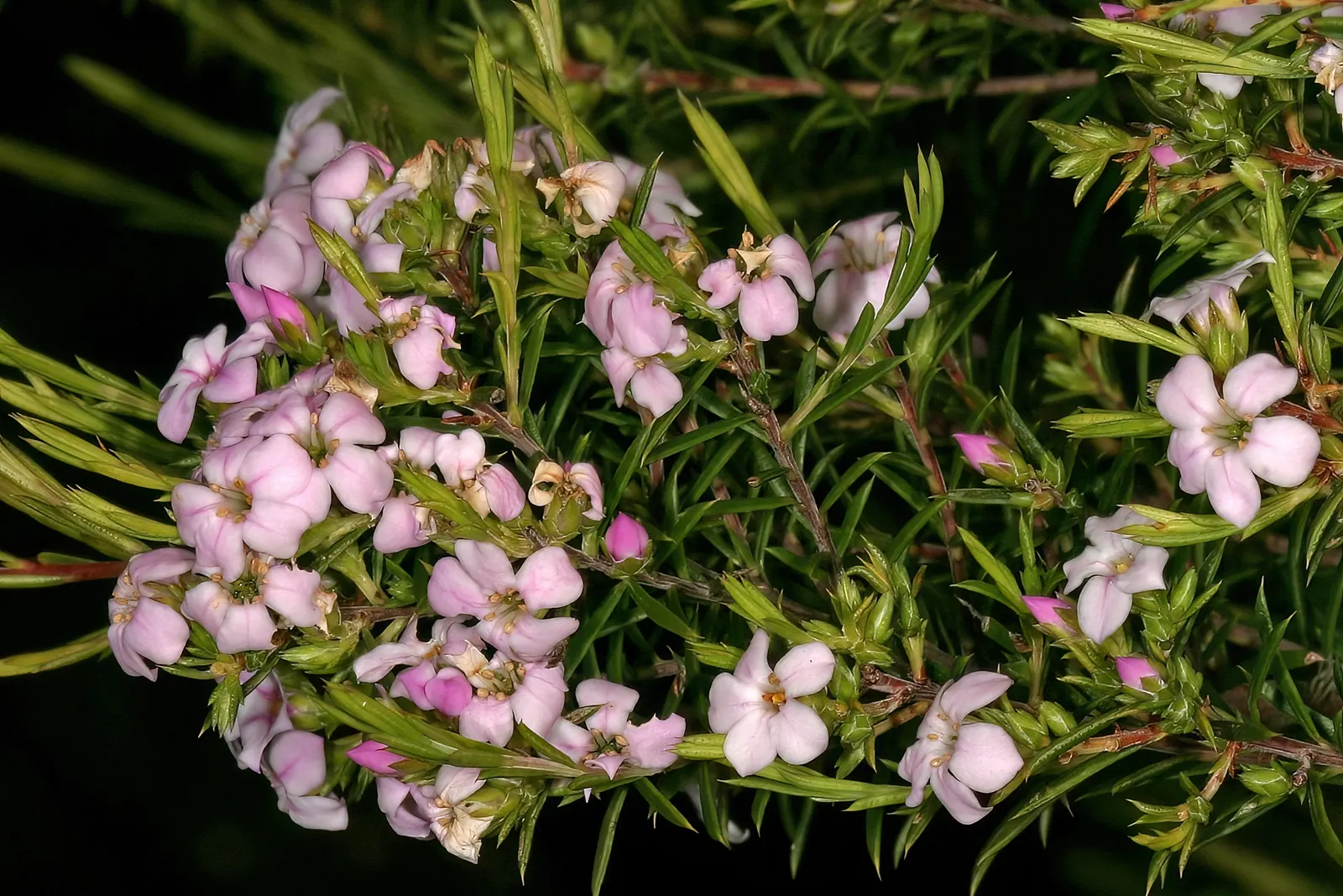 Pink Breath Of Heaven (Coleonema Pulchellum) — The blooms are about 0.5 inches in diameter, providing a gentle contrast against the bright green, image 40