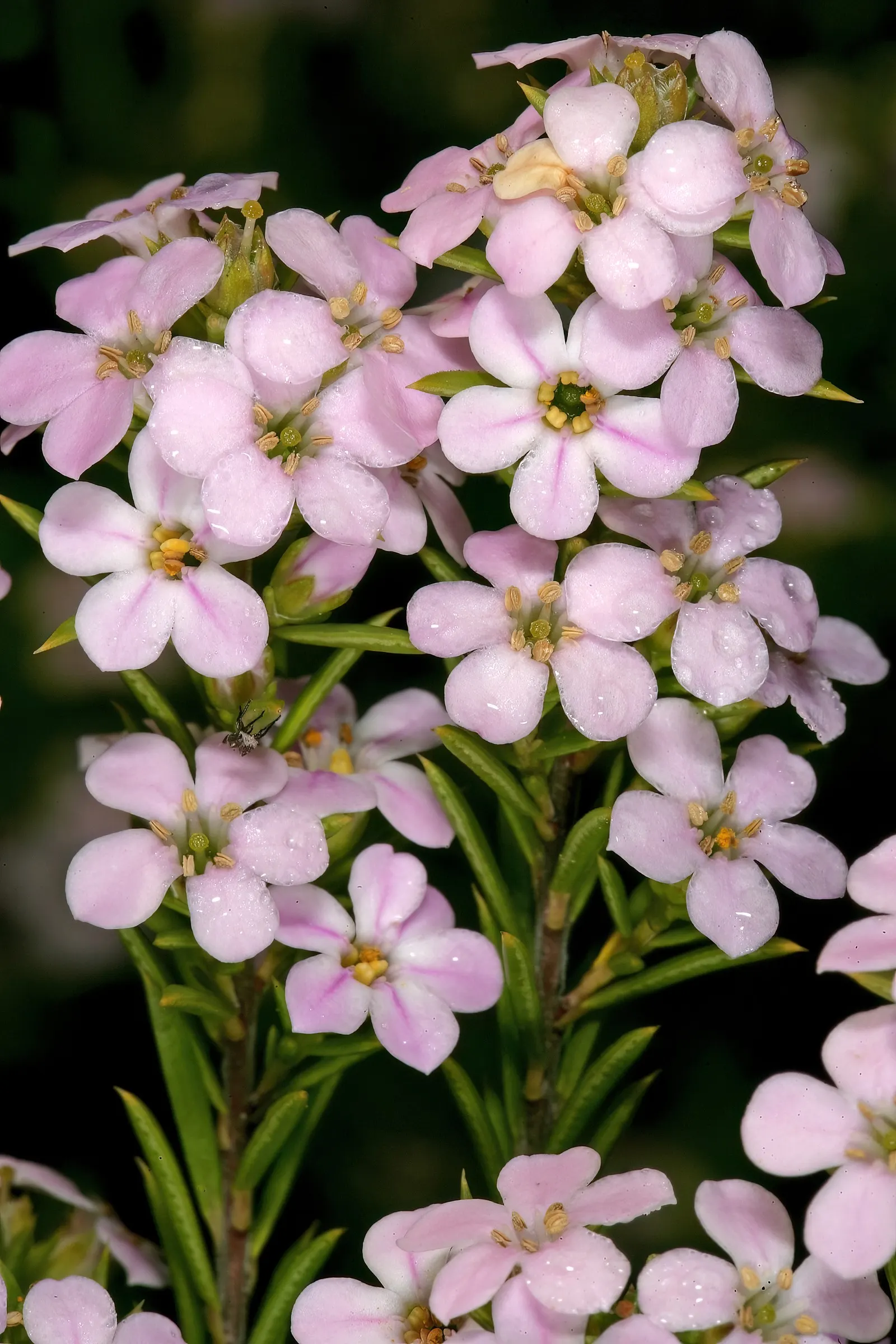 Pink Breath Of Heaven (Coleonema Pulchellum) — Regular pruning maintains its airy; with the heaviest blooms appearing in the spring