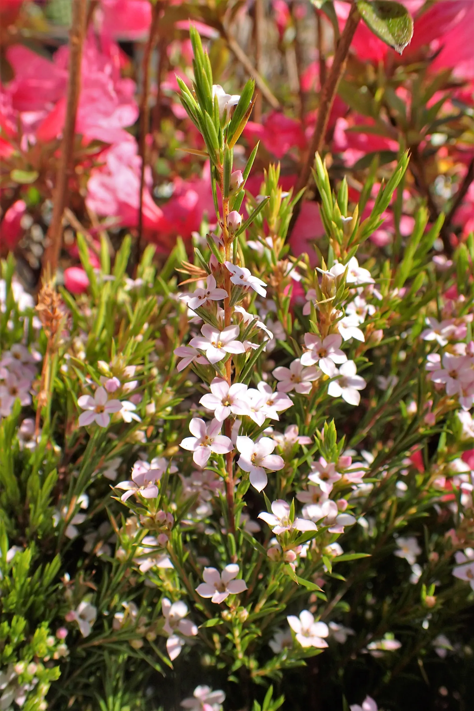 Pink Breath Of Heaven (Coleonema Pulchellum) — tiny pink flowers which emit a spicy fragrance