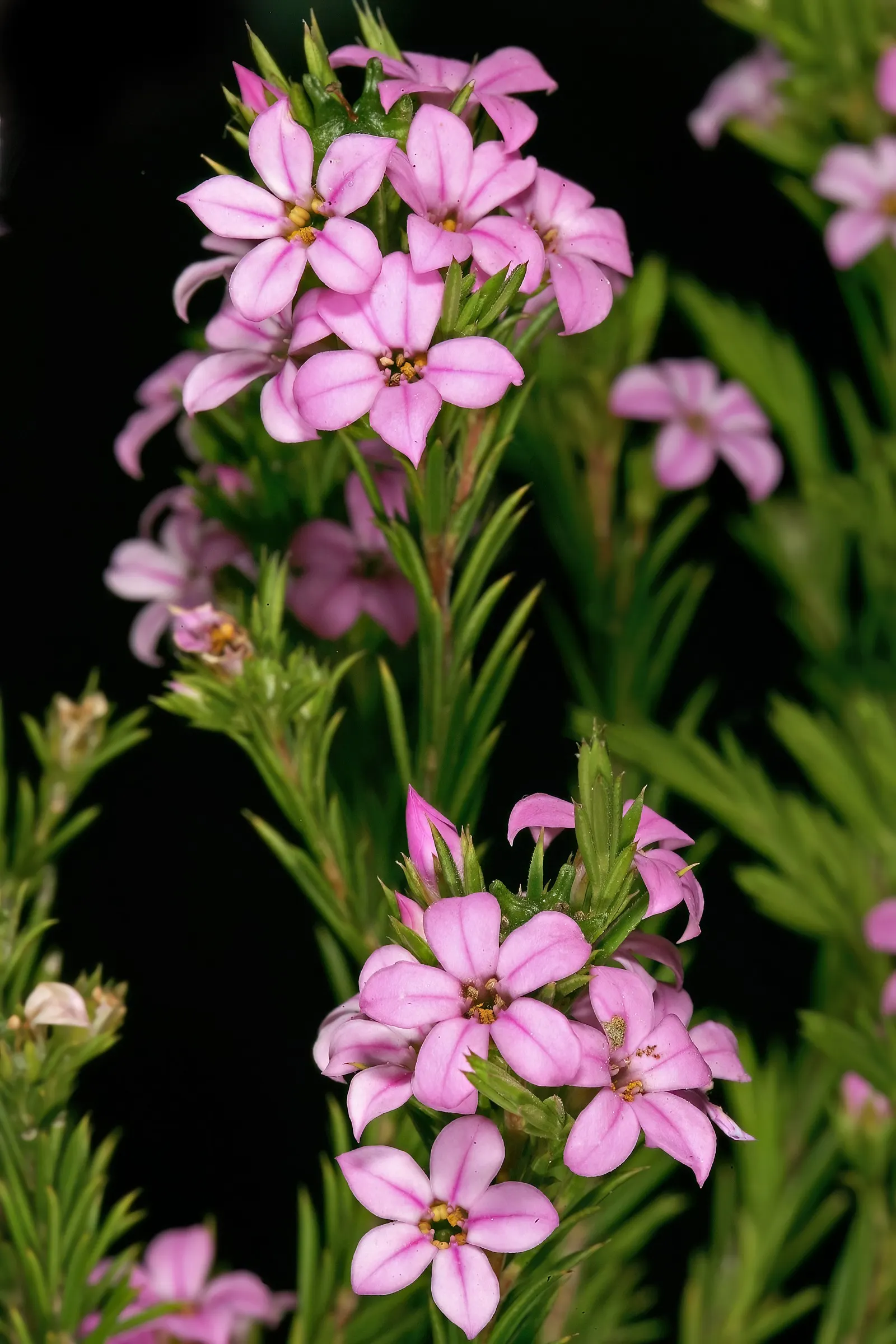 Pink Breath Of Heaven (Coleonema Pulchellum) — These flowers attract pollinators such as butterflies