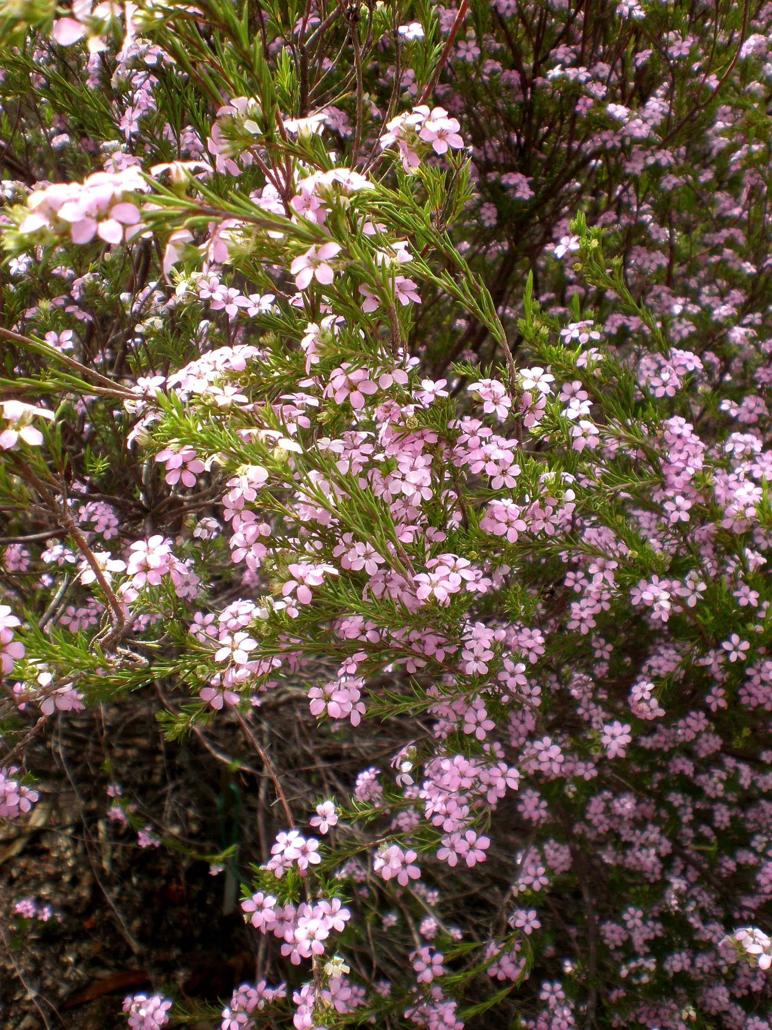 Pink Breath Of Heaven (Coleonema Pulchellum) — making it ideal for informal borders or aromatic garden accents; its compact form also makes it suitable for