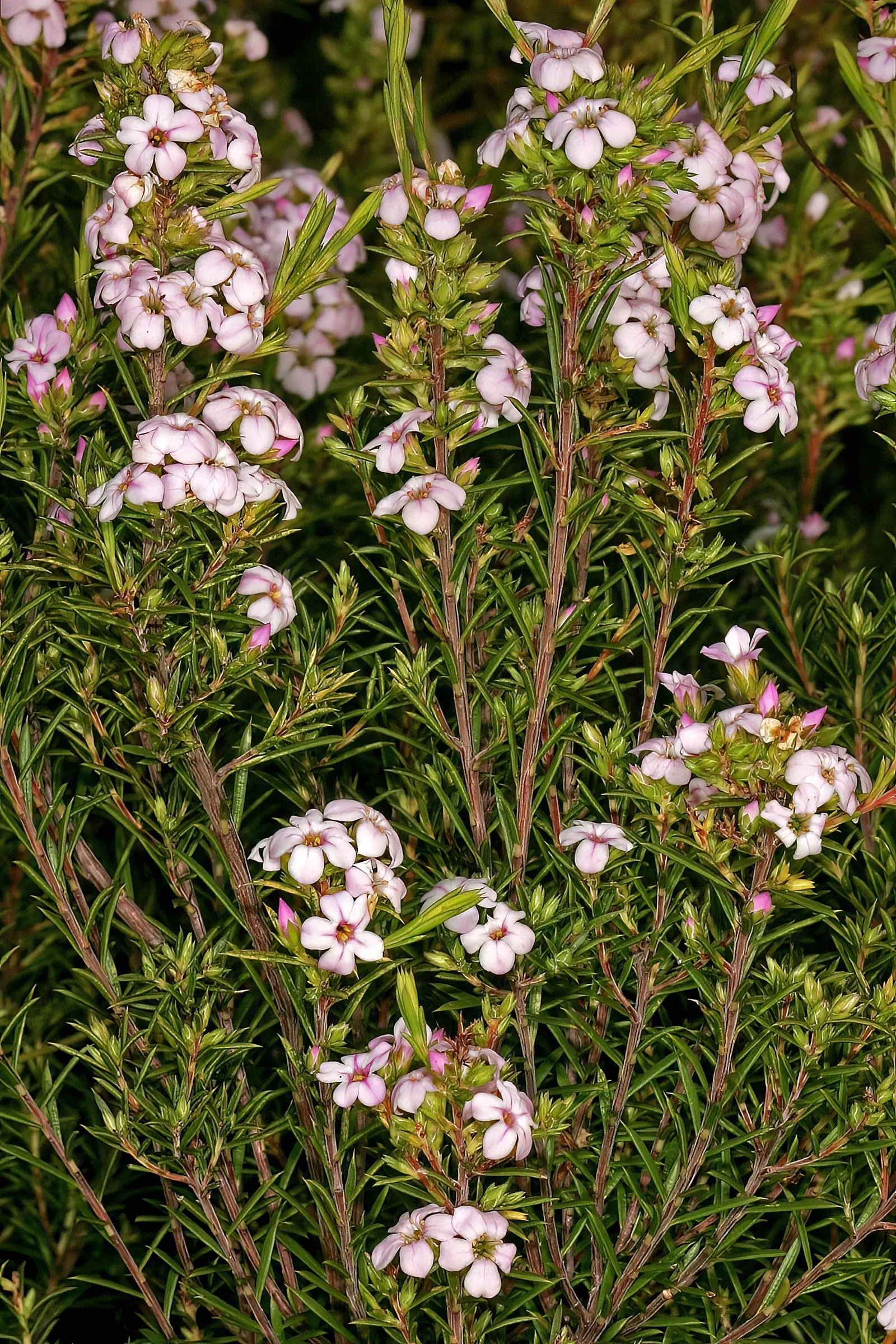 Pink Breath Of Heaven (Coleonema Pulchellum) — Its compact form also makes it suitable for container gardening