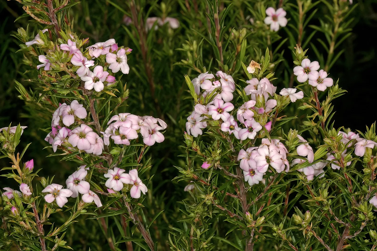 Pink Breath Of Heaven (Coleonema Pulchellum) — needle-like foliage and profuse